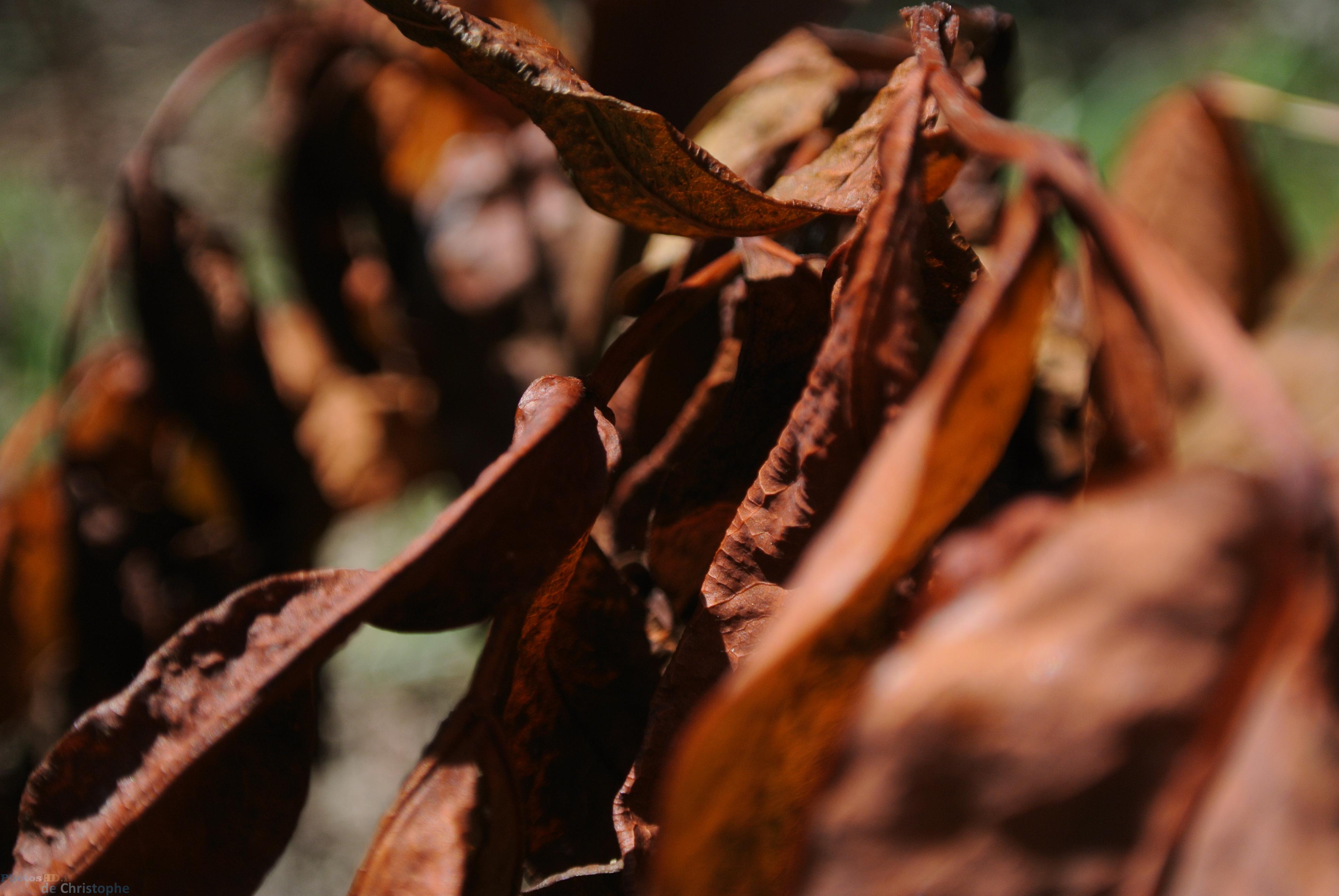 Feuilles mortes