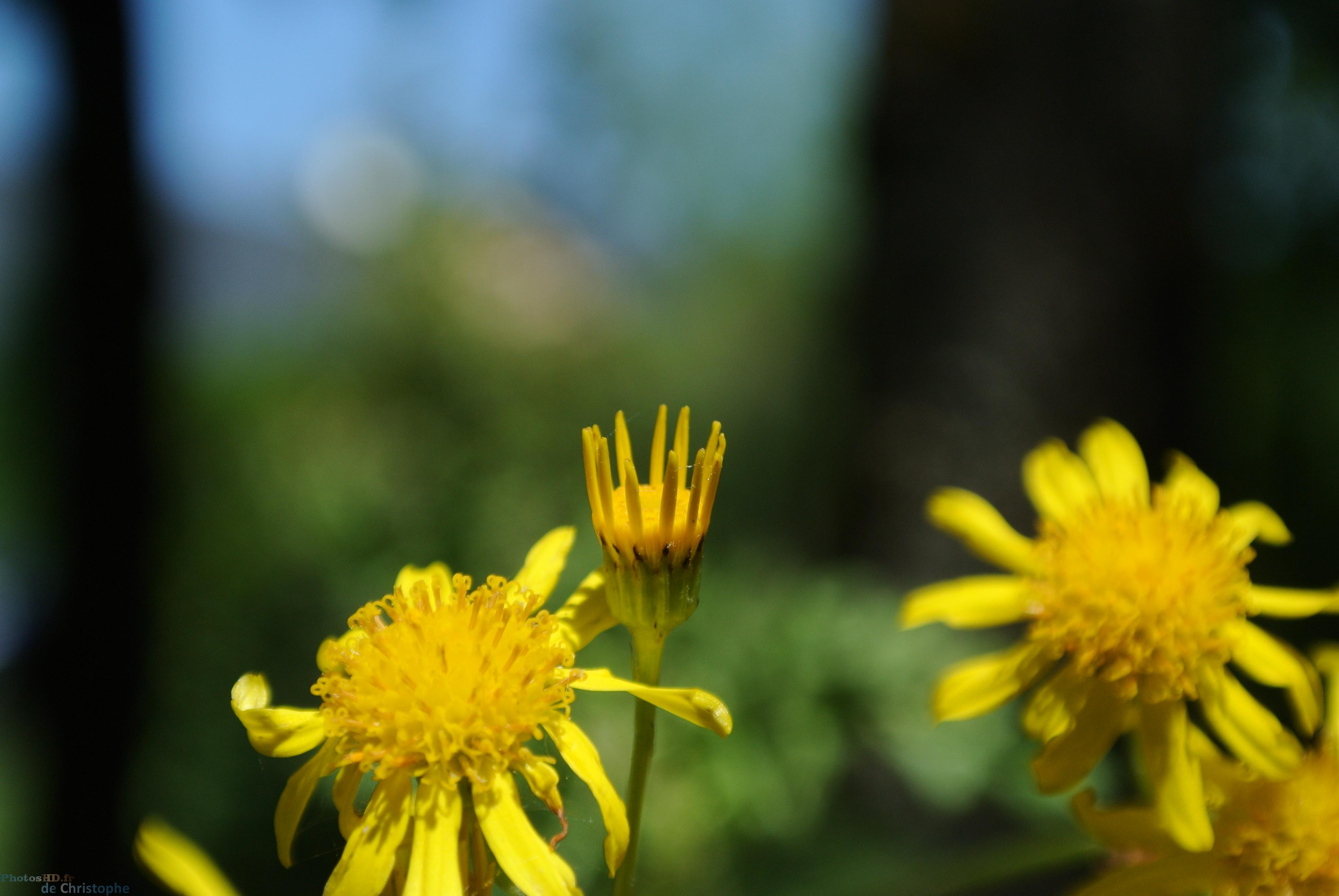 Fleur à la couronne