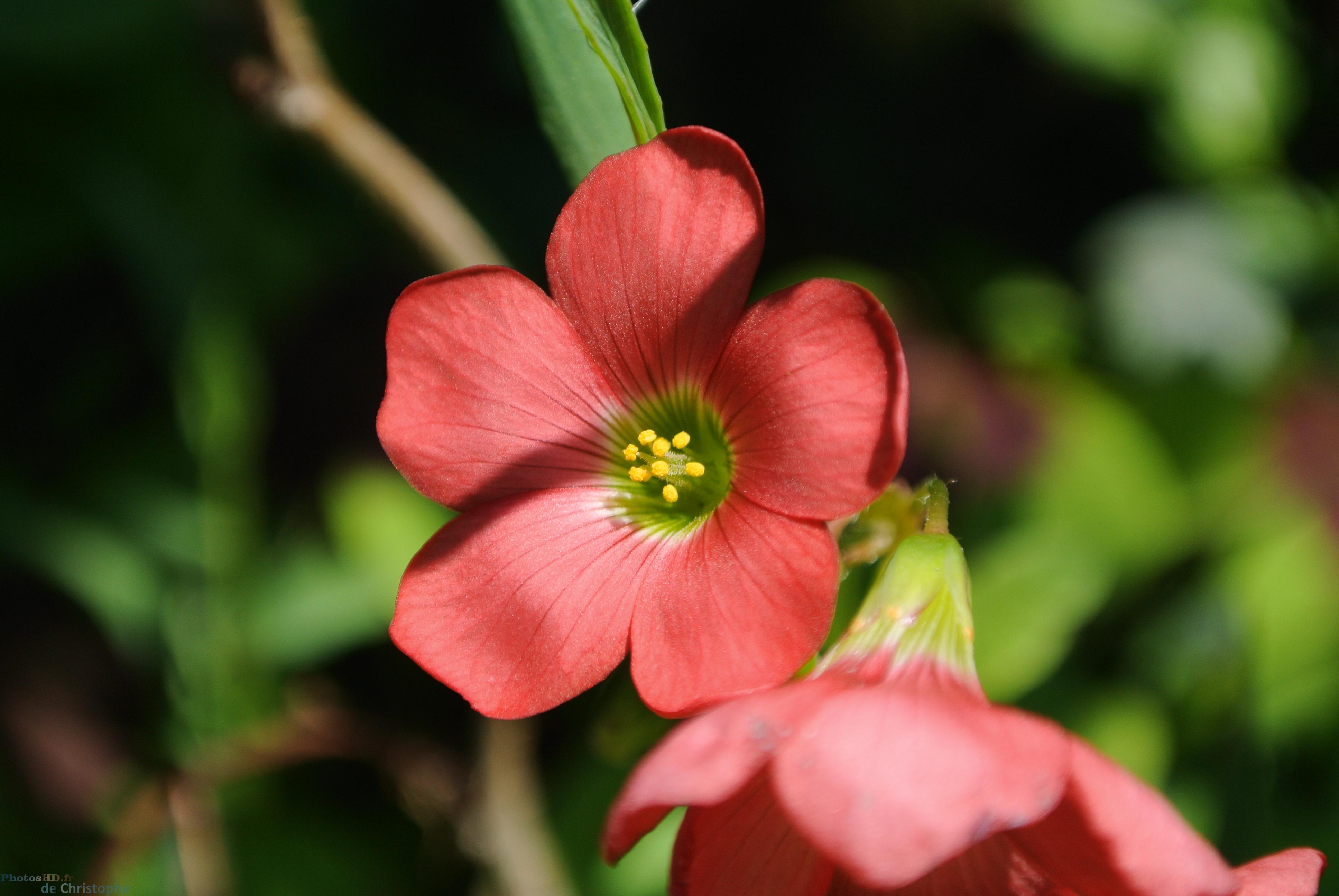 Fleur