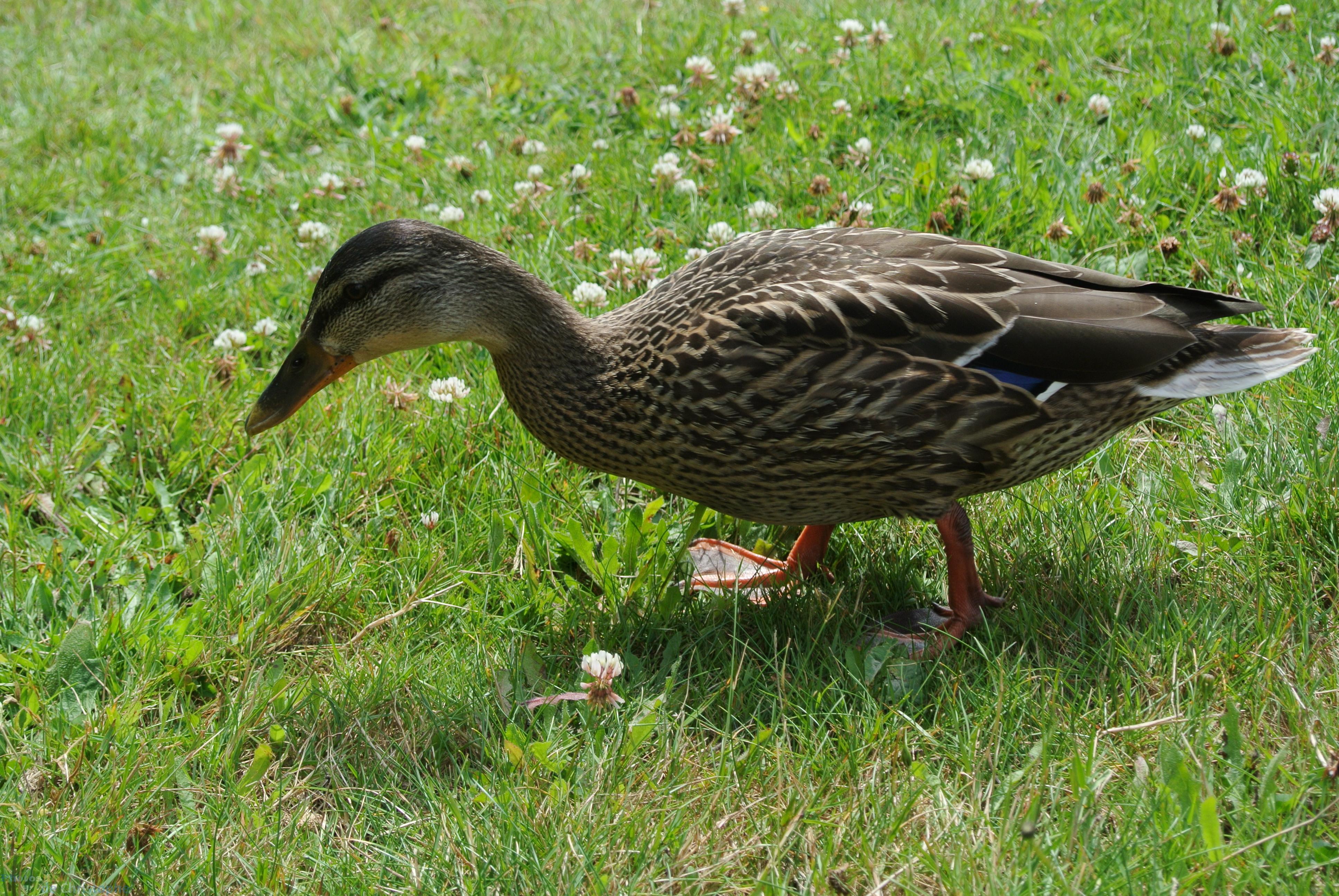 Canard