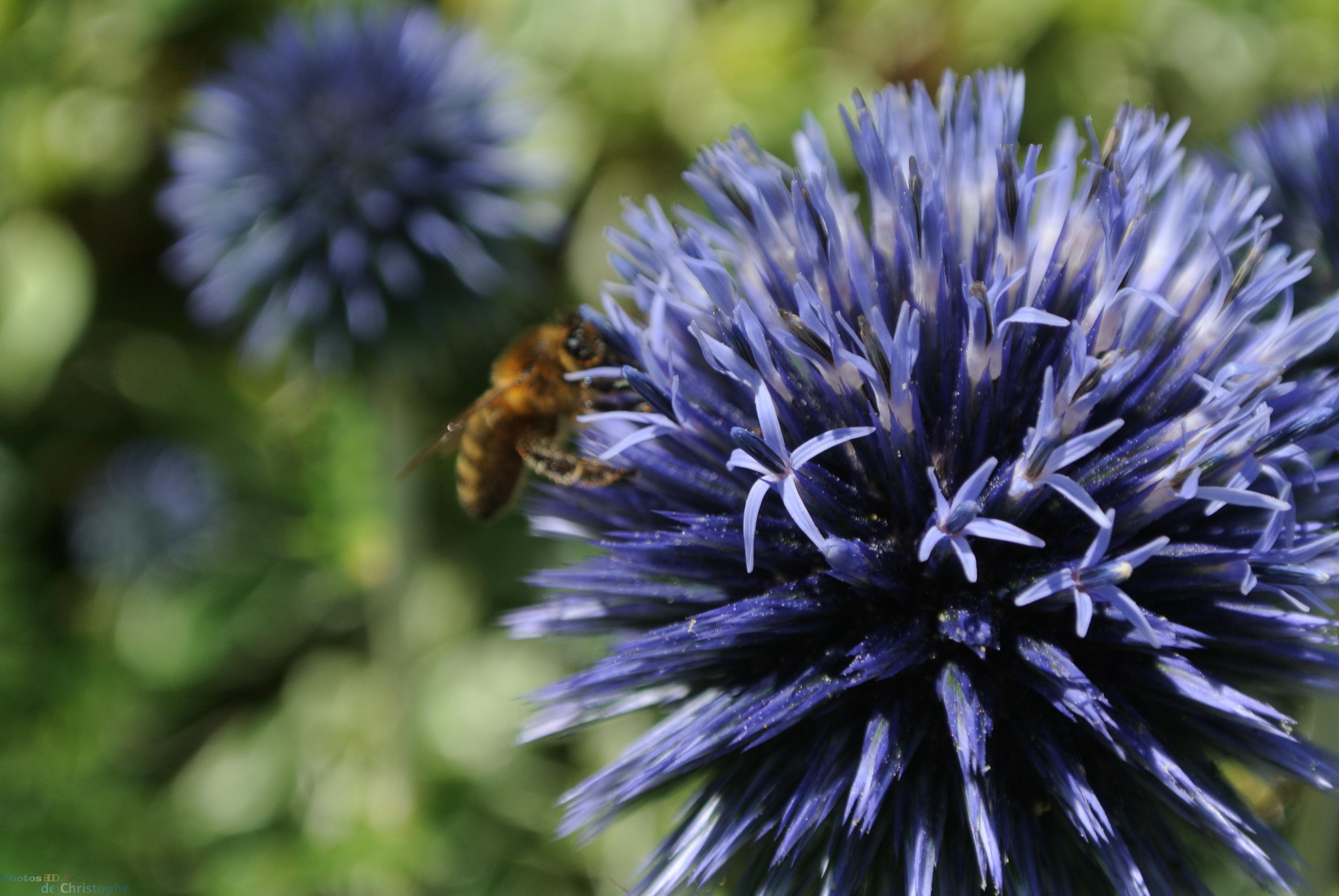 L'abeille qui butine