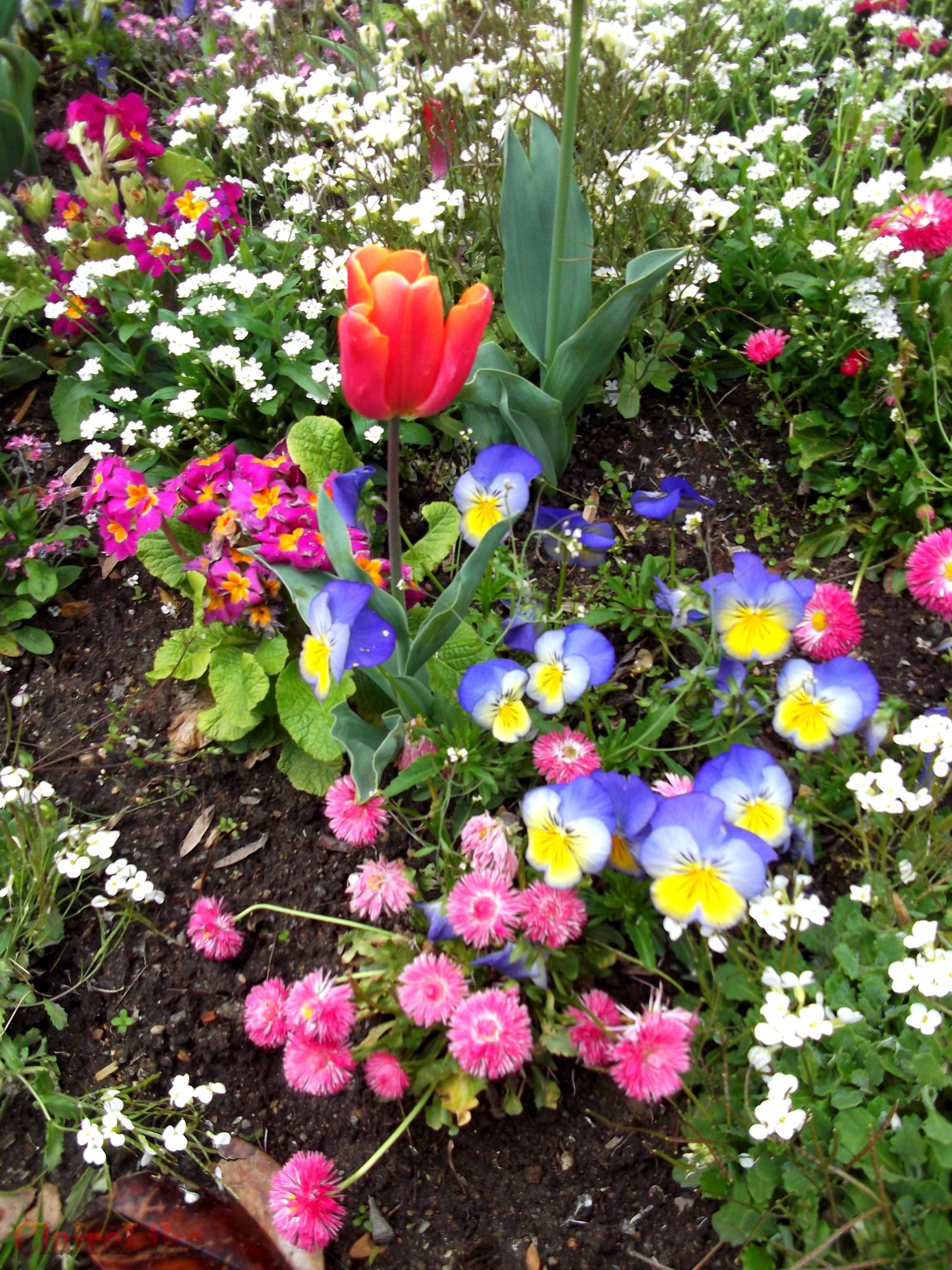 Jardin des plantes