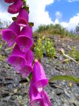 Fleurs de Penstemon