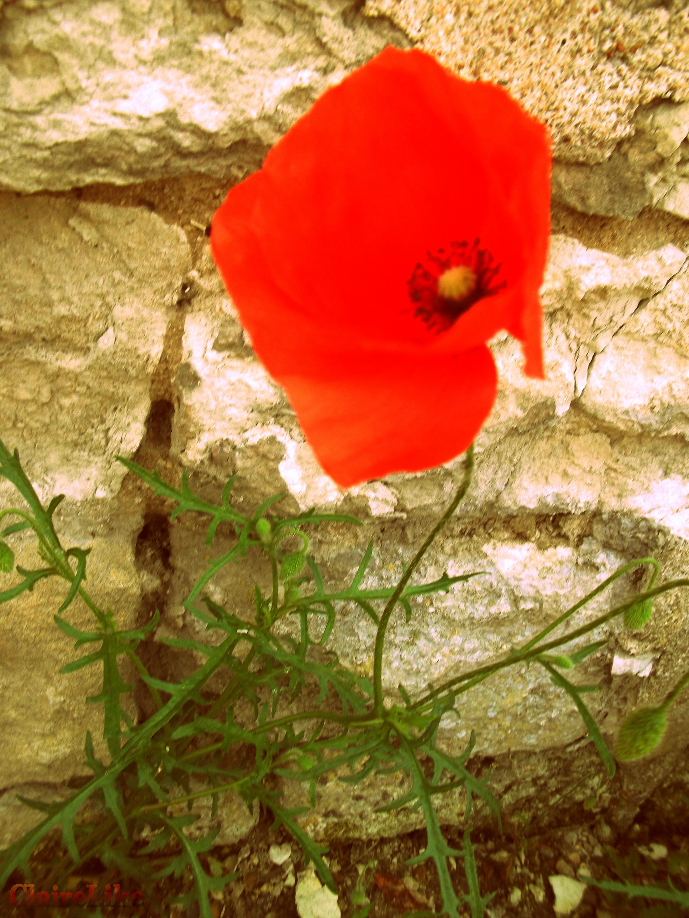 Coquelicot