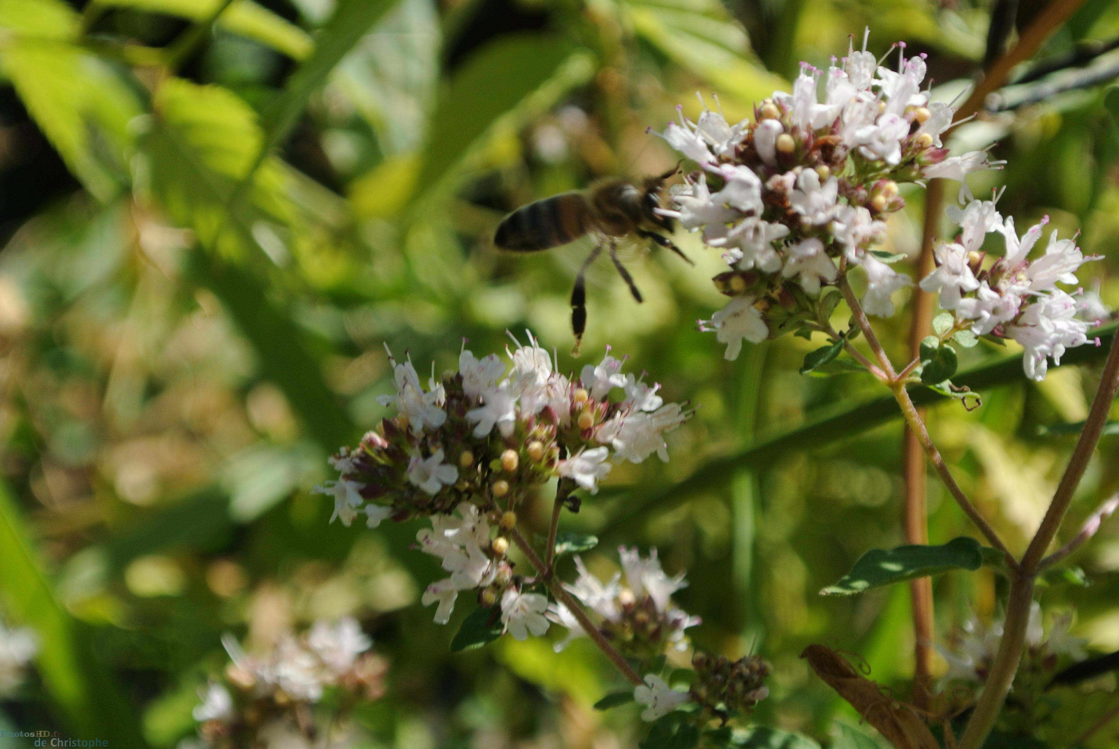 L'abeille qui vole