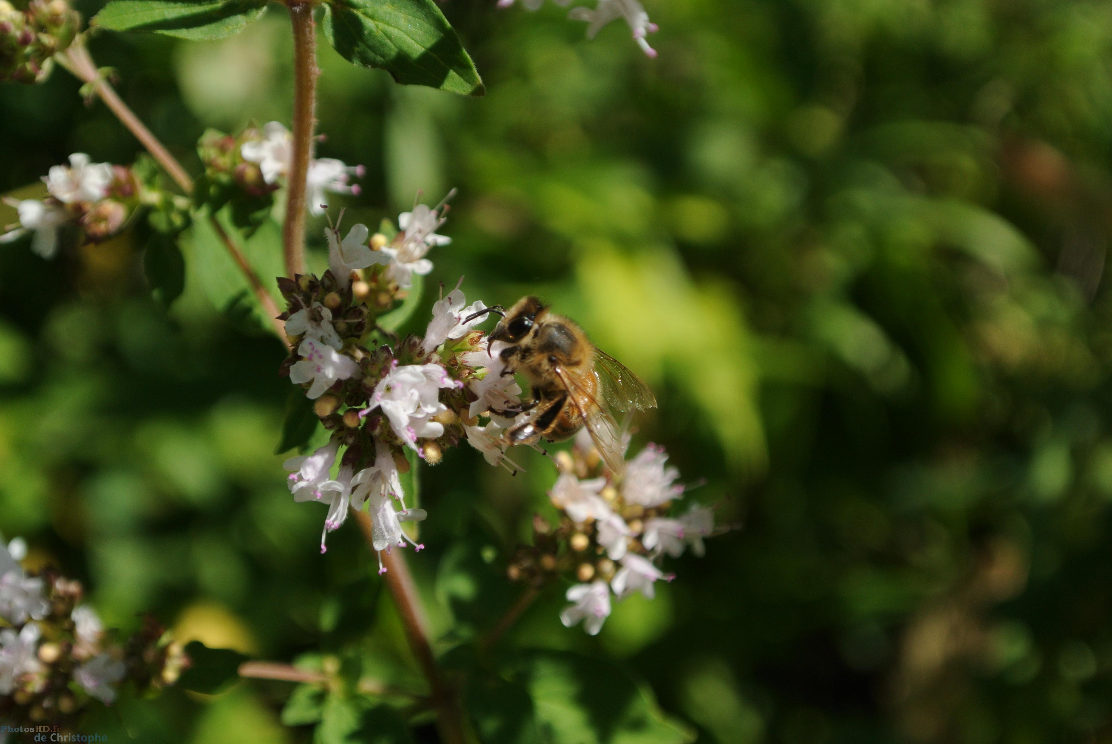 L'abeille qui butine