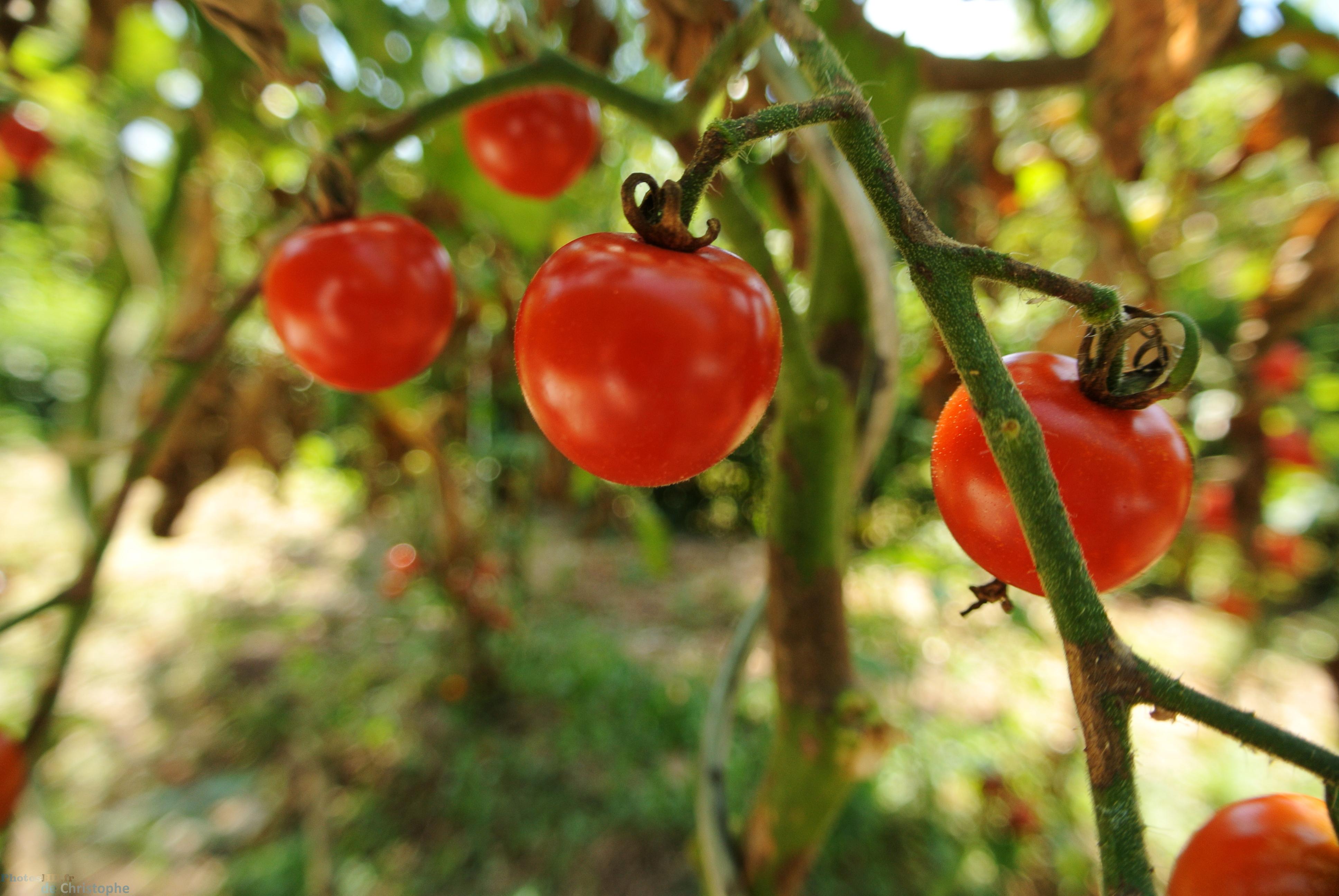 Les tomates cerises