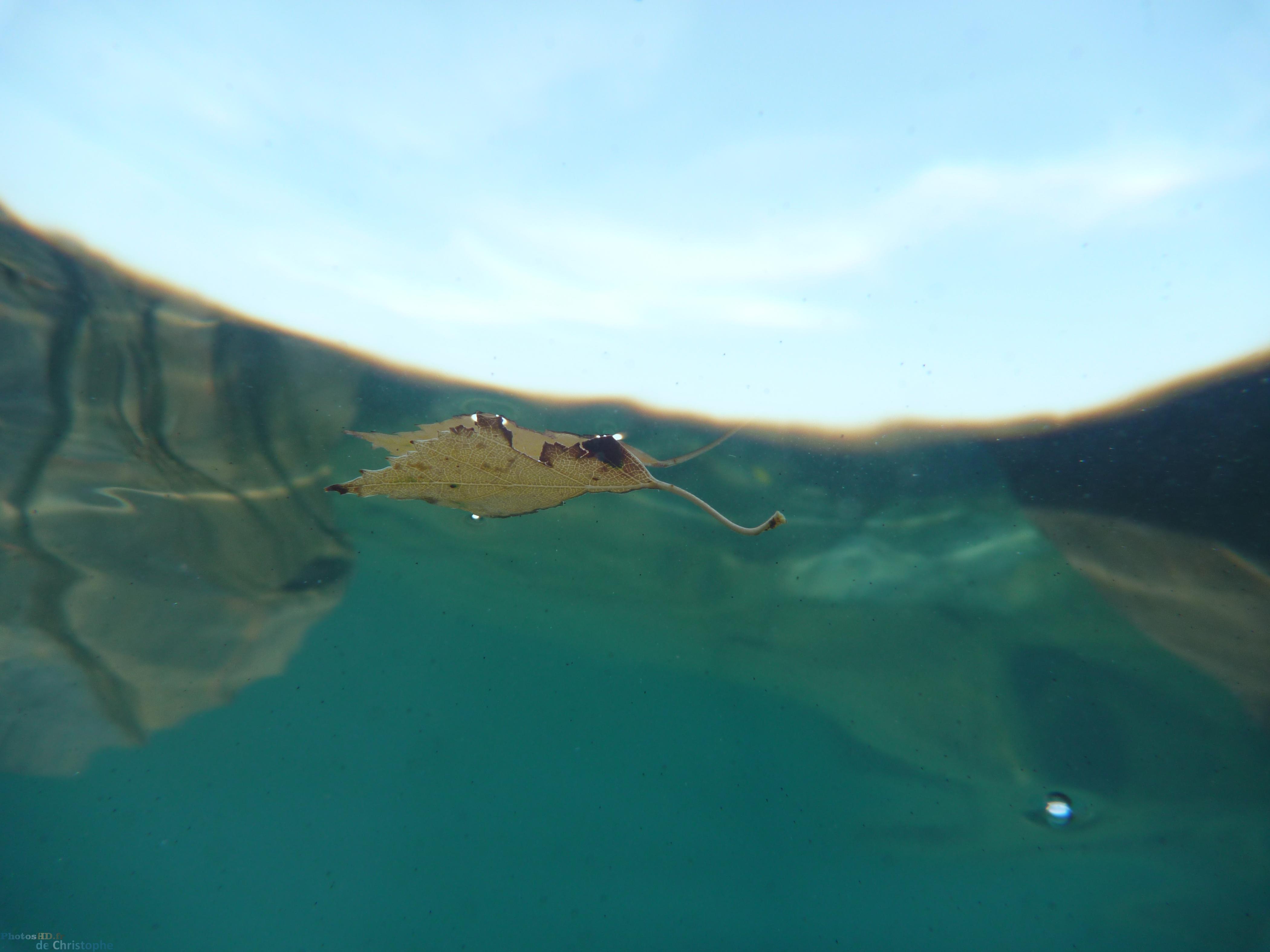 Feuille vue de sous l'eau