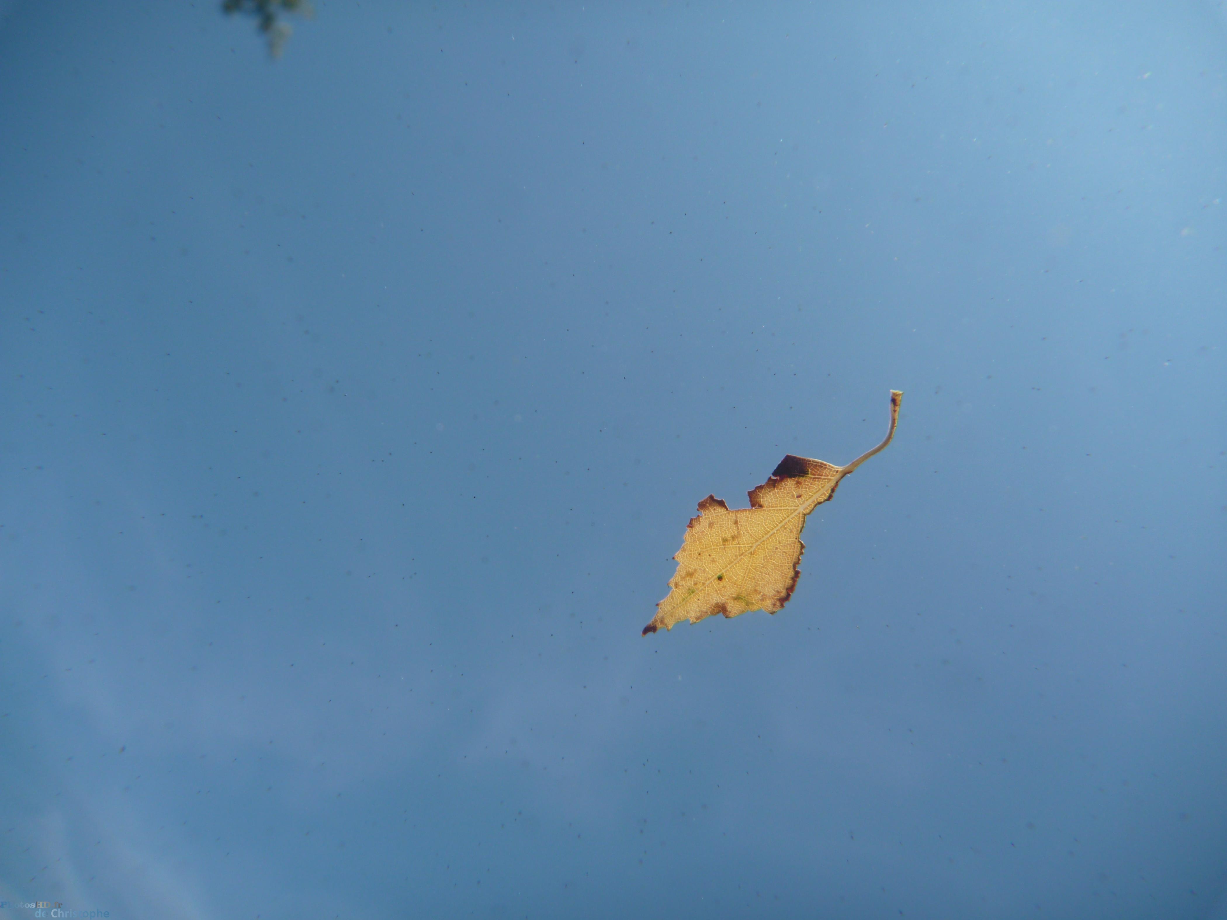 Feuille vue de sous l'eau