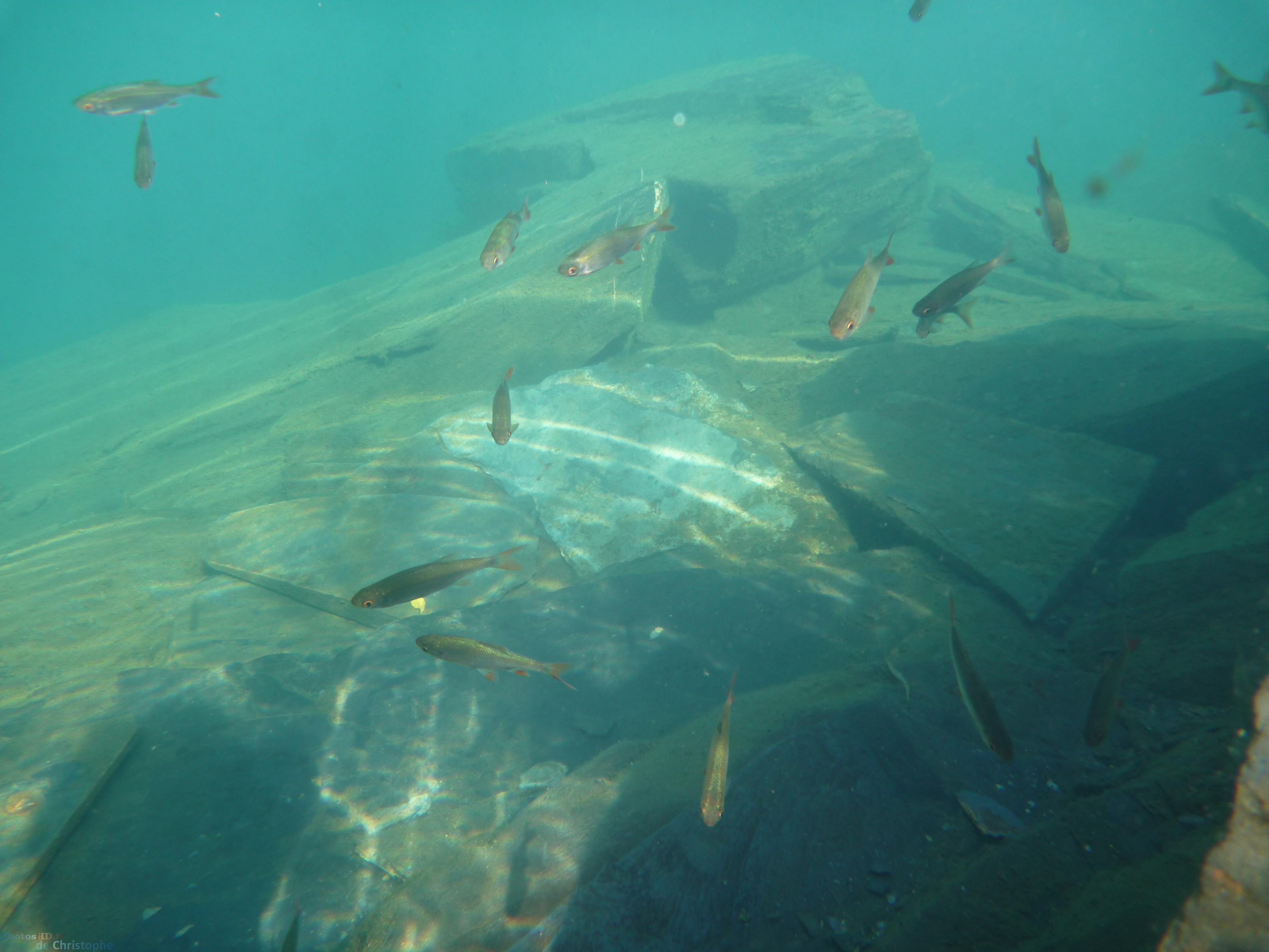 Poissons vue de sous l'eau