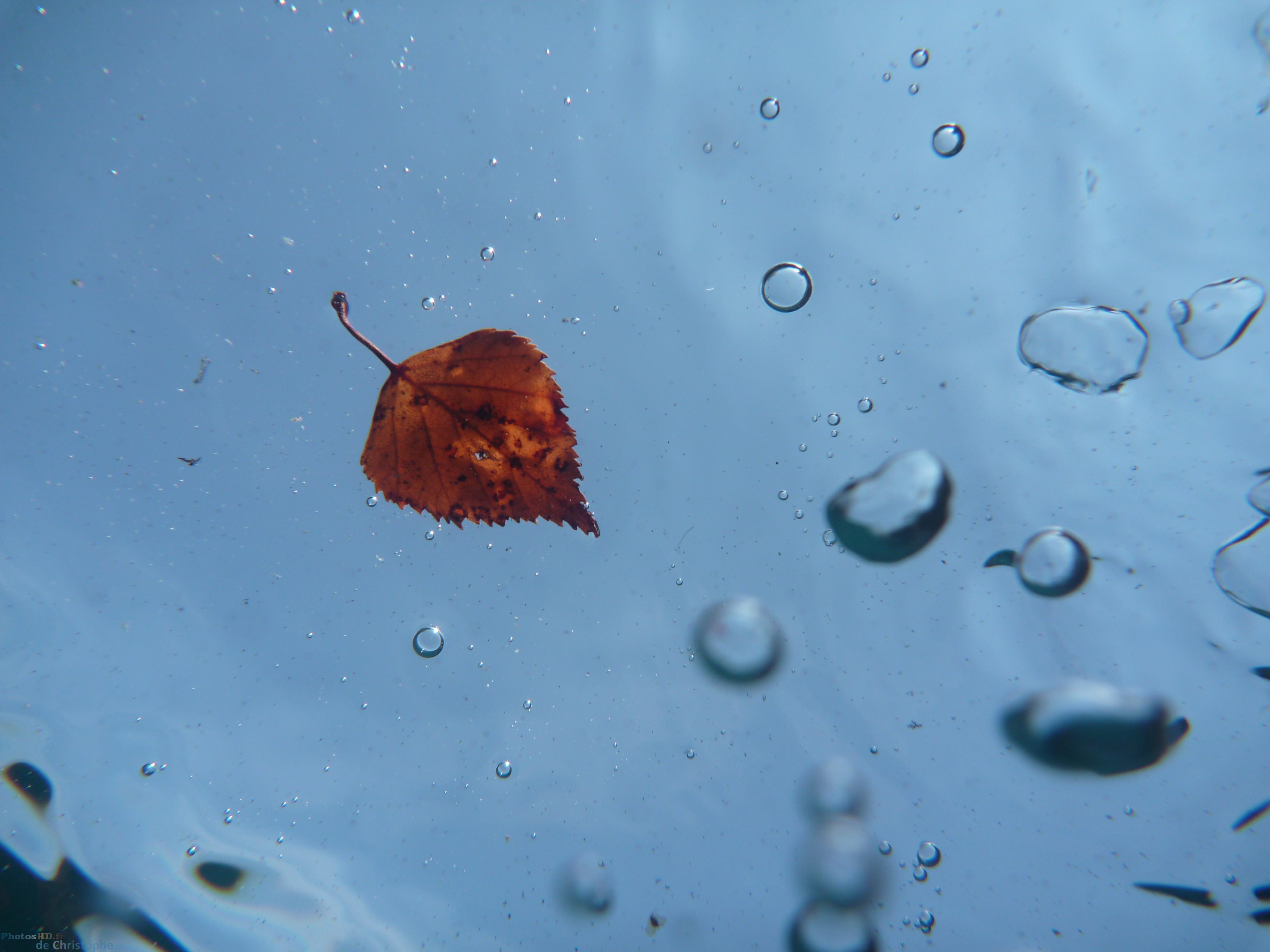 Feuille vue de sous l'eau