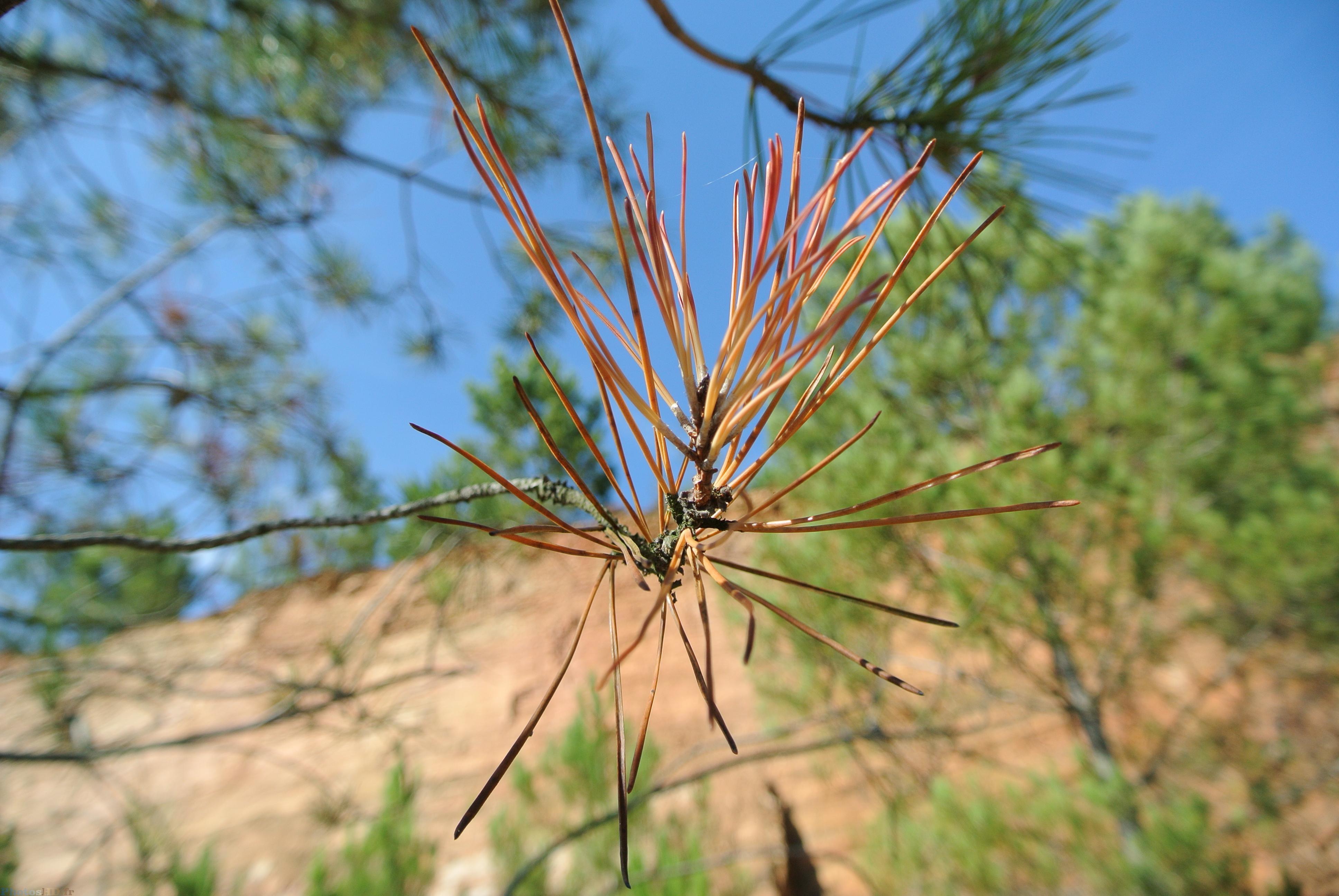 Aiguilles de pin marron