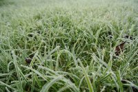 Ros&eacute;e gel&eacute;e