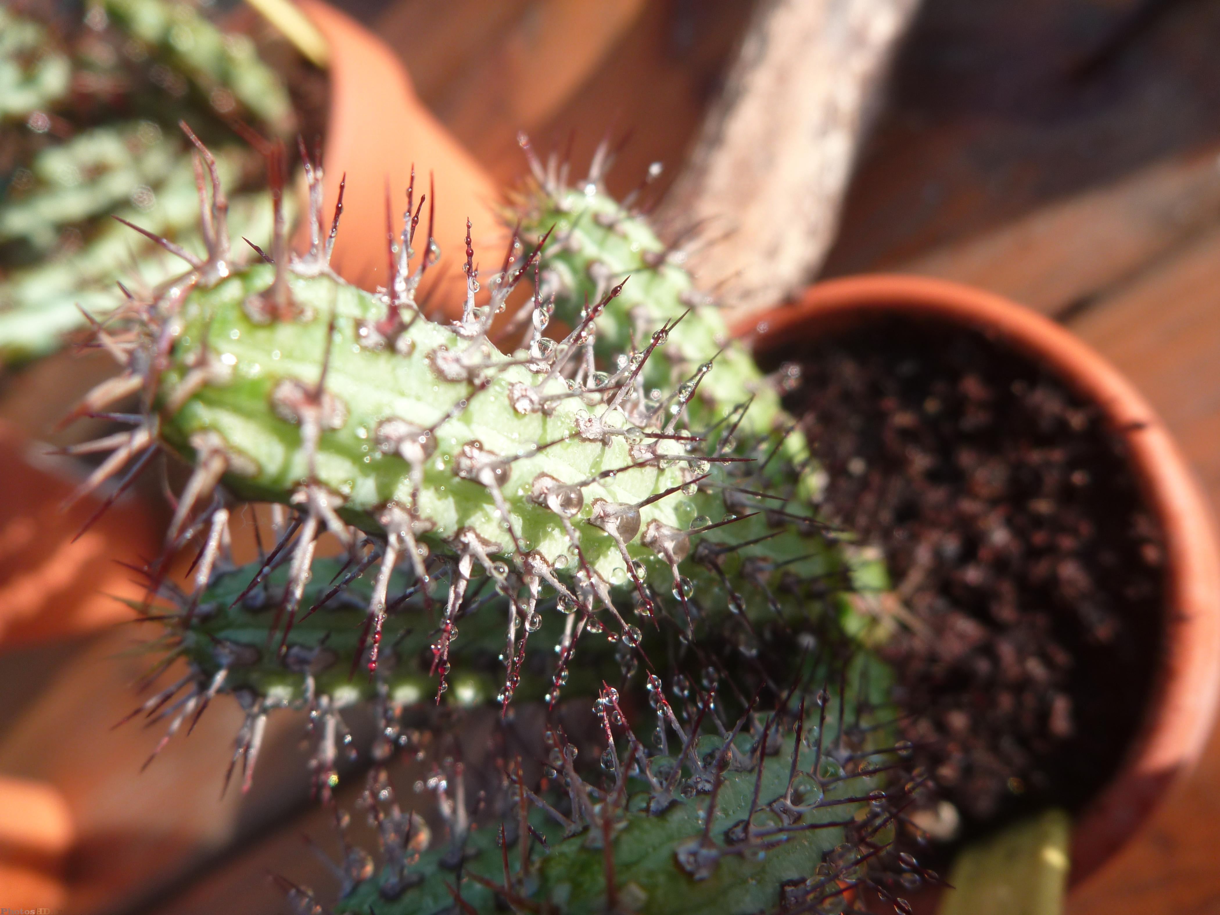 Gouttes d'eau sur un cactus