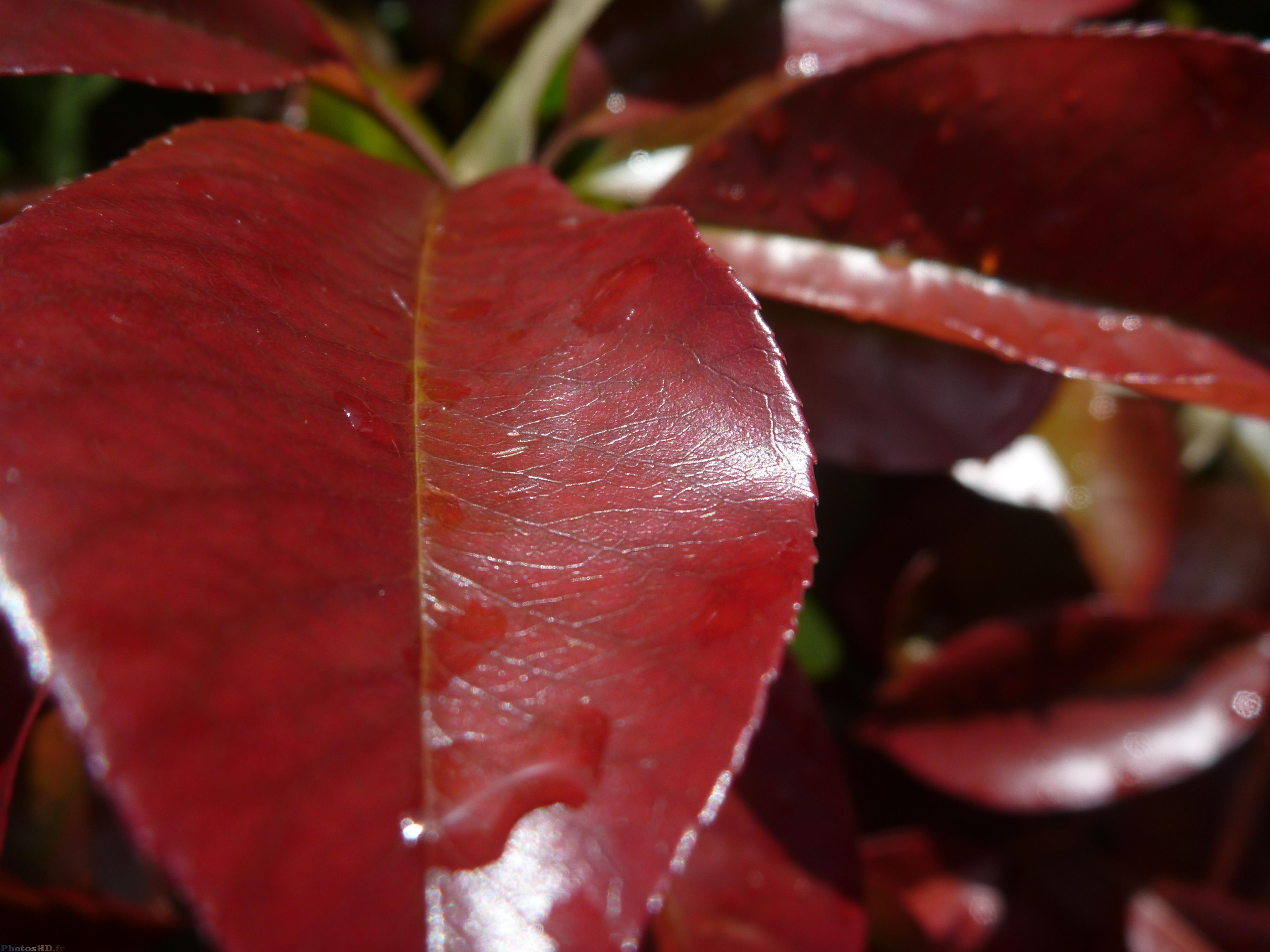 Feuilles Rouges