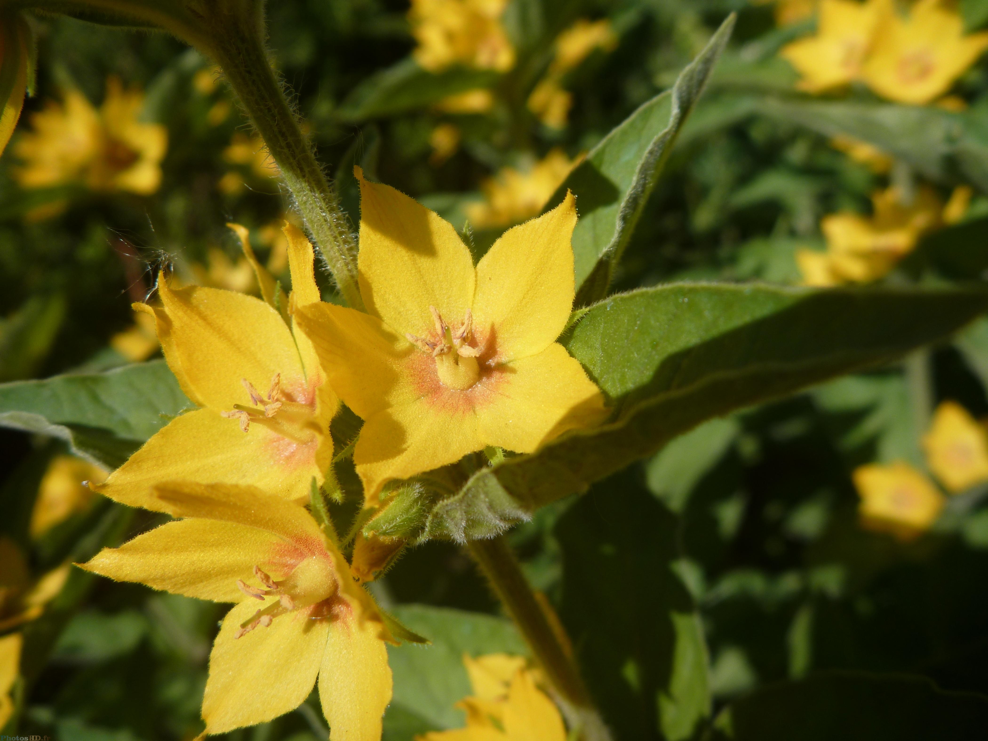 Fleurs de Lysimaque ponctuée