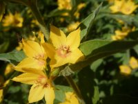 Fleurs de Lysimaque ponctuée