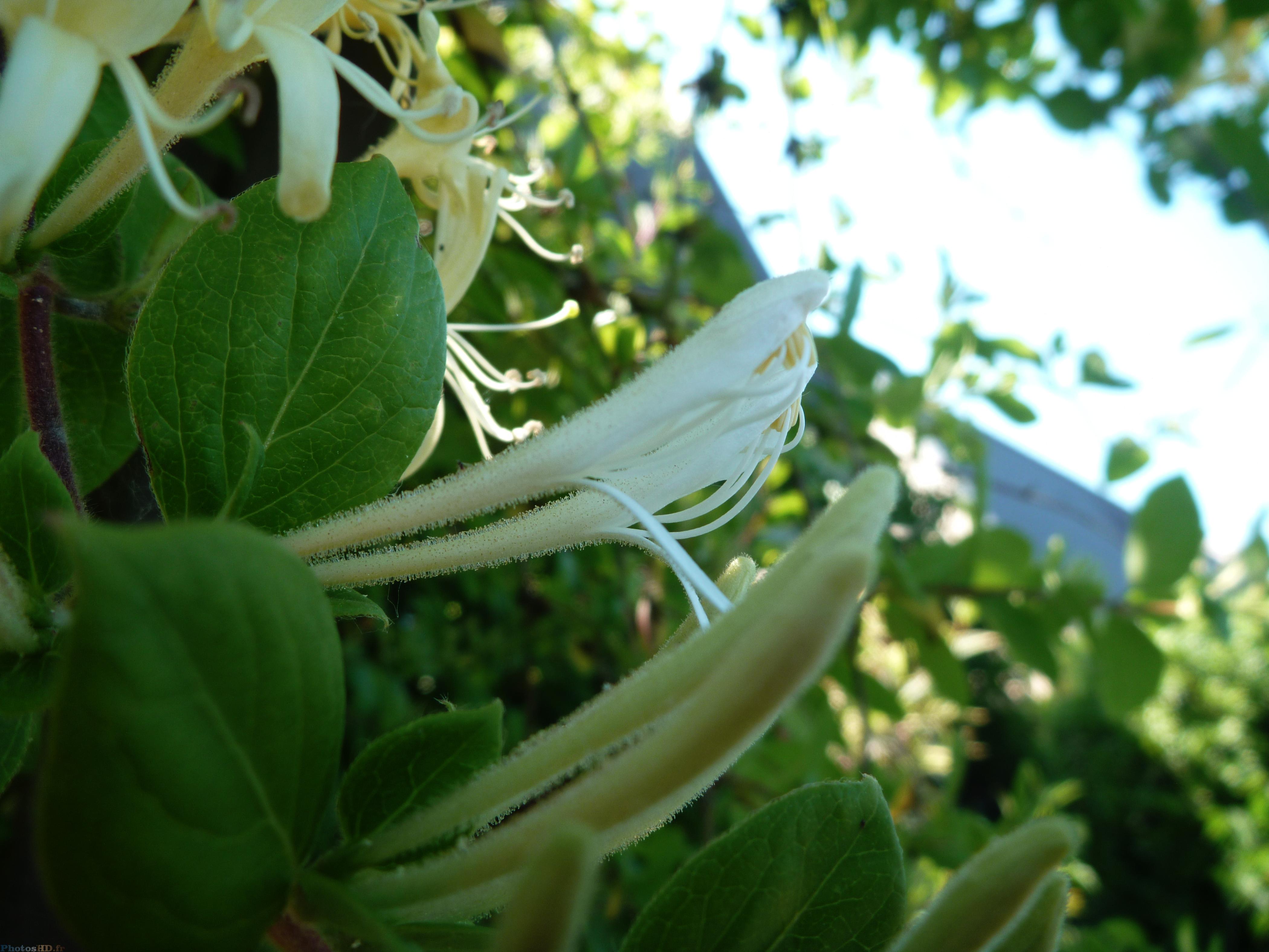 Les fleurs poilus