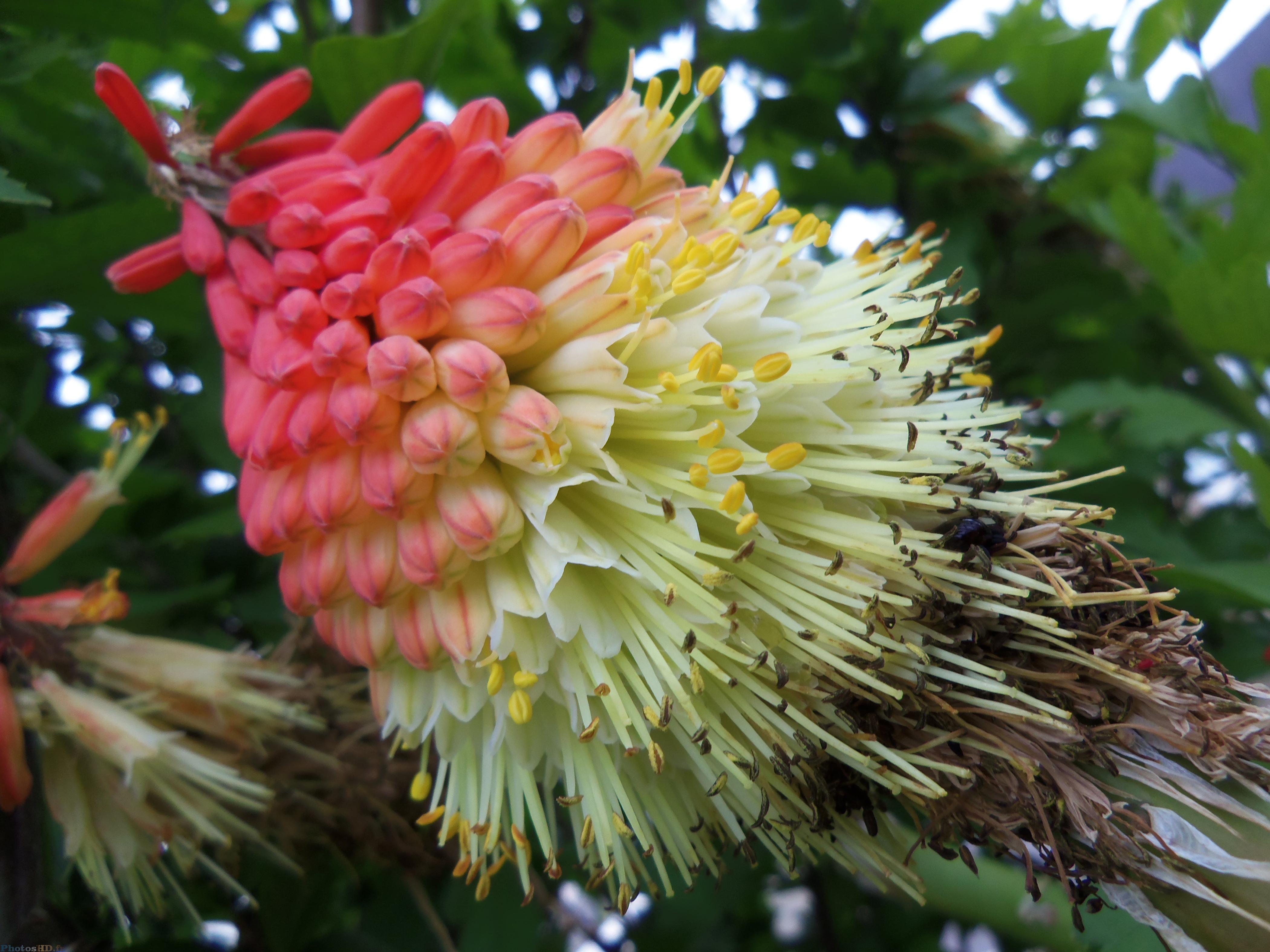 Fleur multicouleur