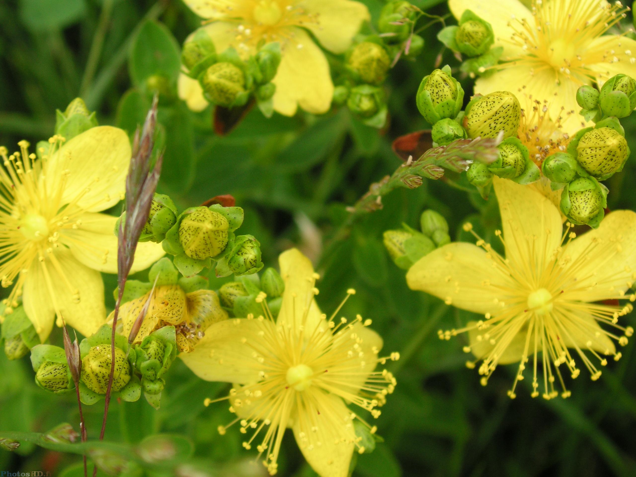 Fleurs de Millepertuis