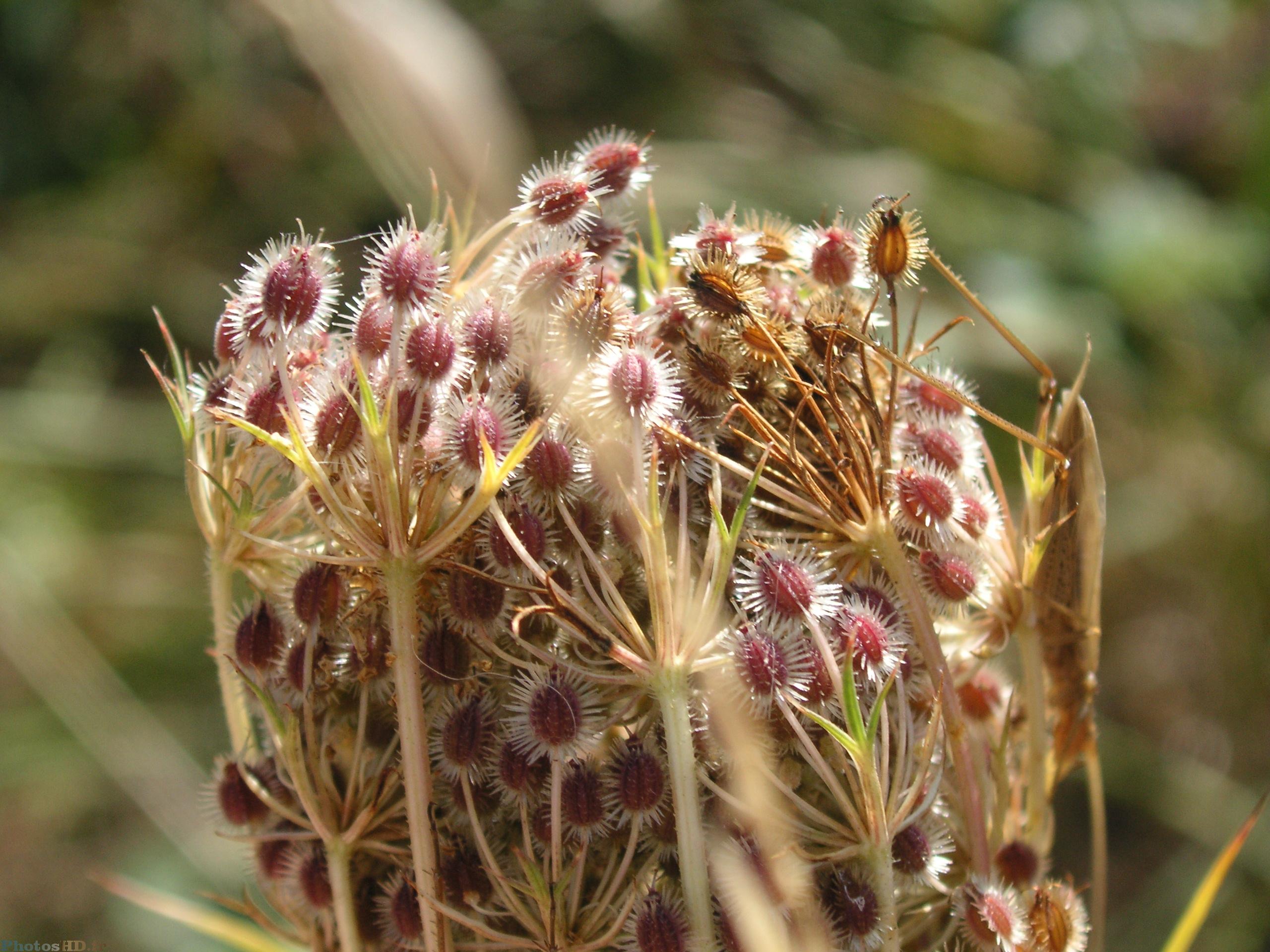 Graines de Carotte sauvage