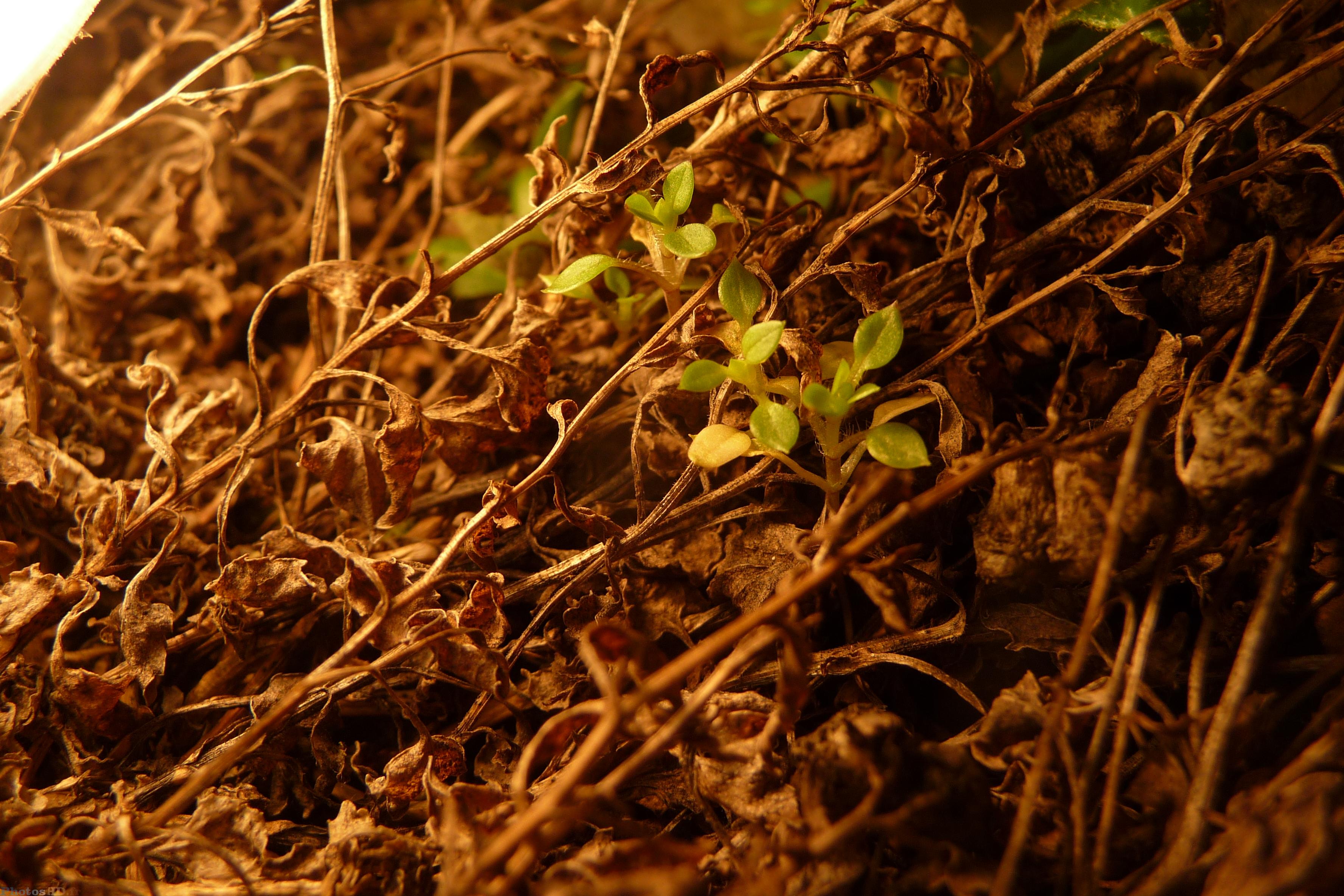 Végétation sèche