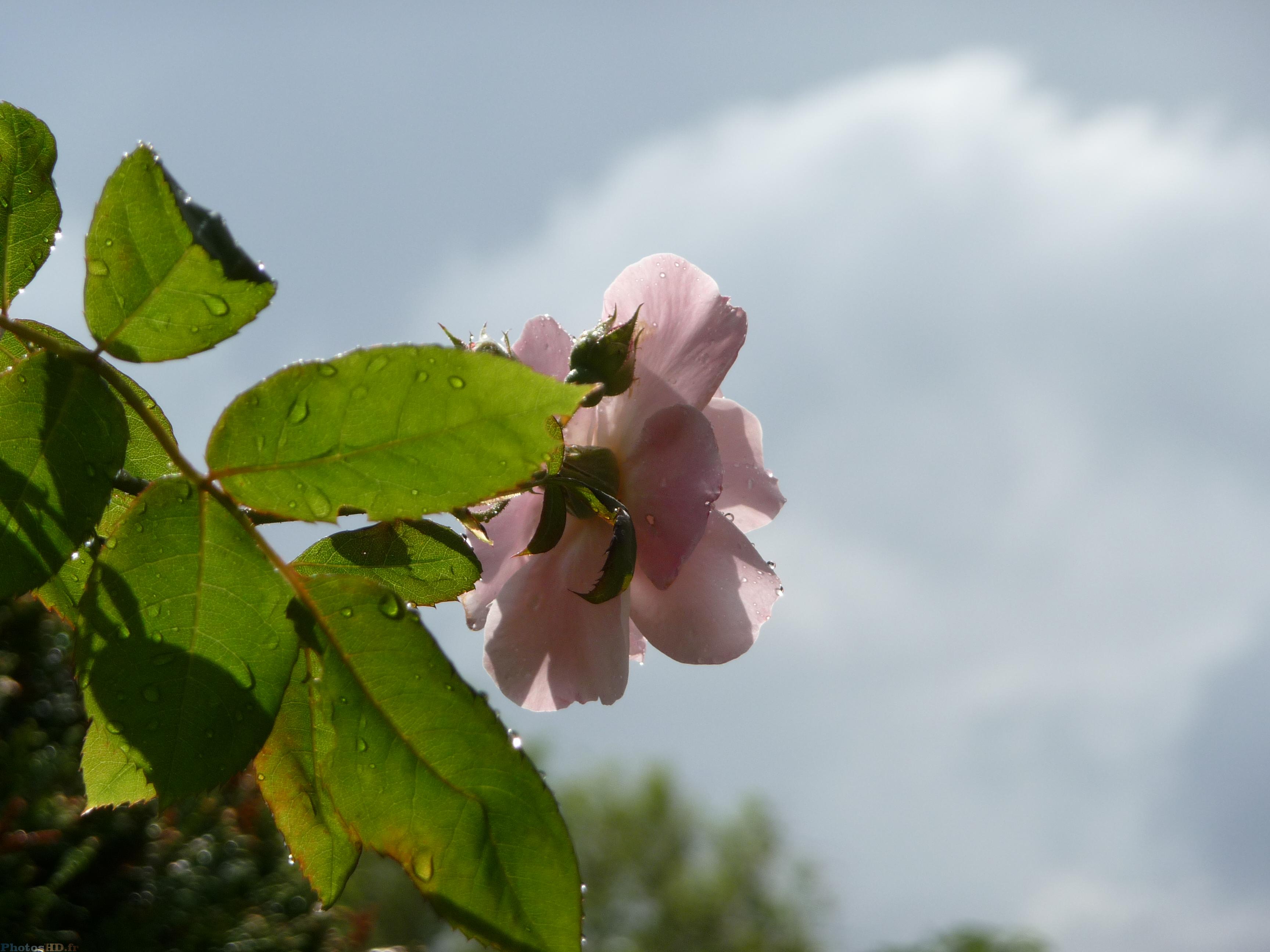 Gouttes d'eau sur une fleur