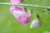 Gouttes d'eau sur une fleur