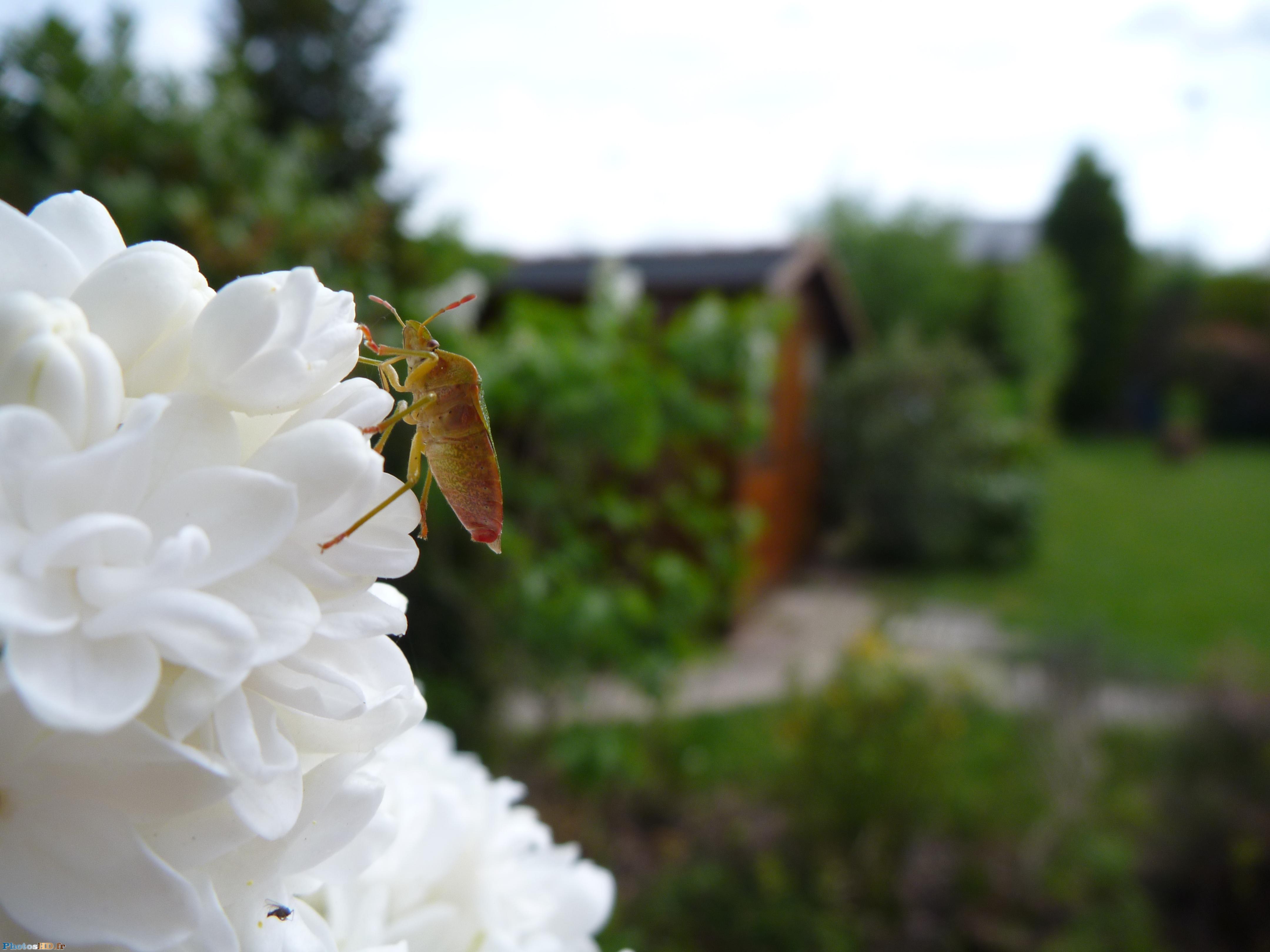 Insecte escaladant une fleur Buddleia