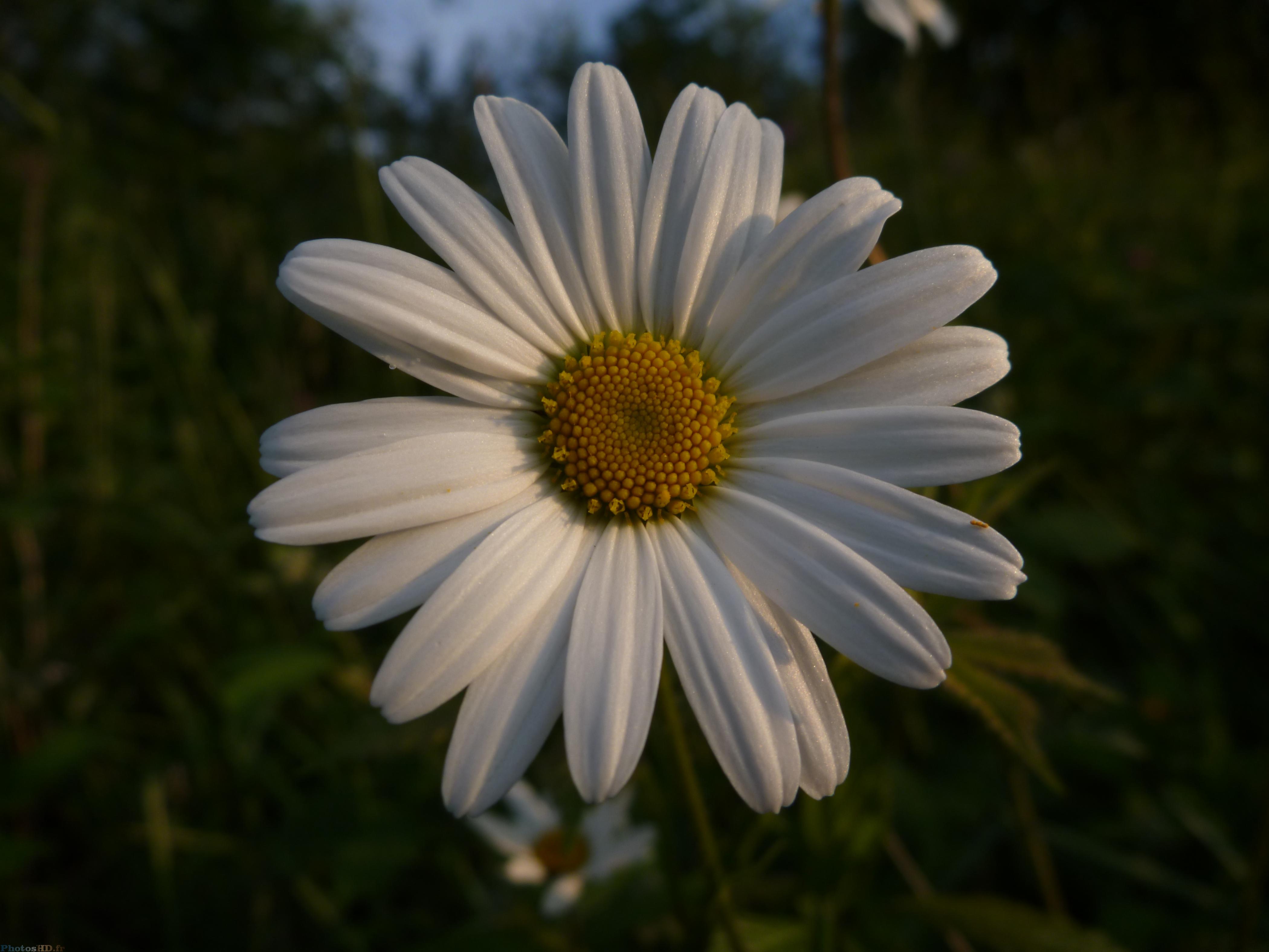 Astéraceae Marguerite