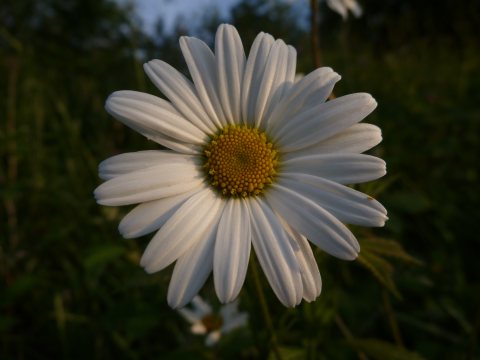 Ast&eacute;raceae Marguerite