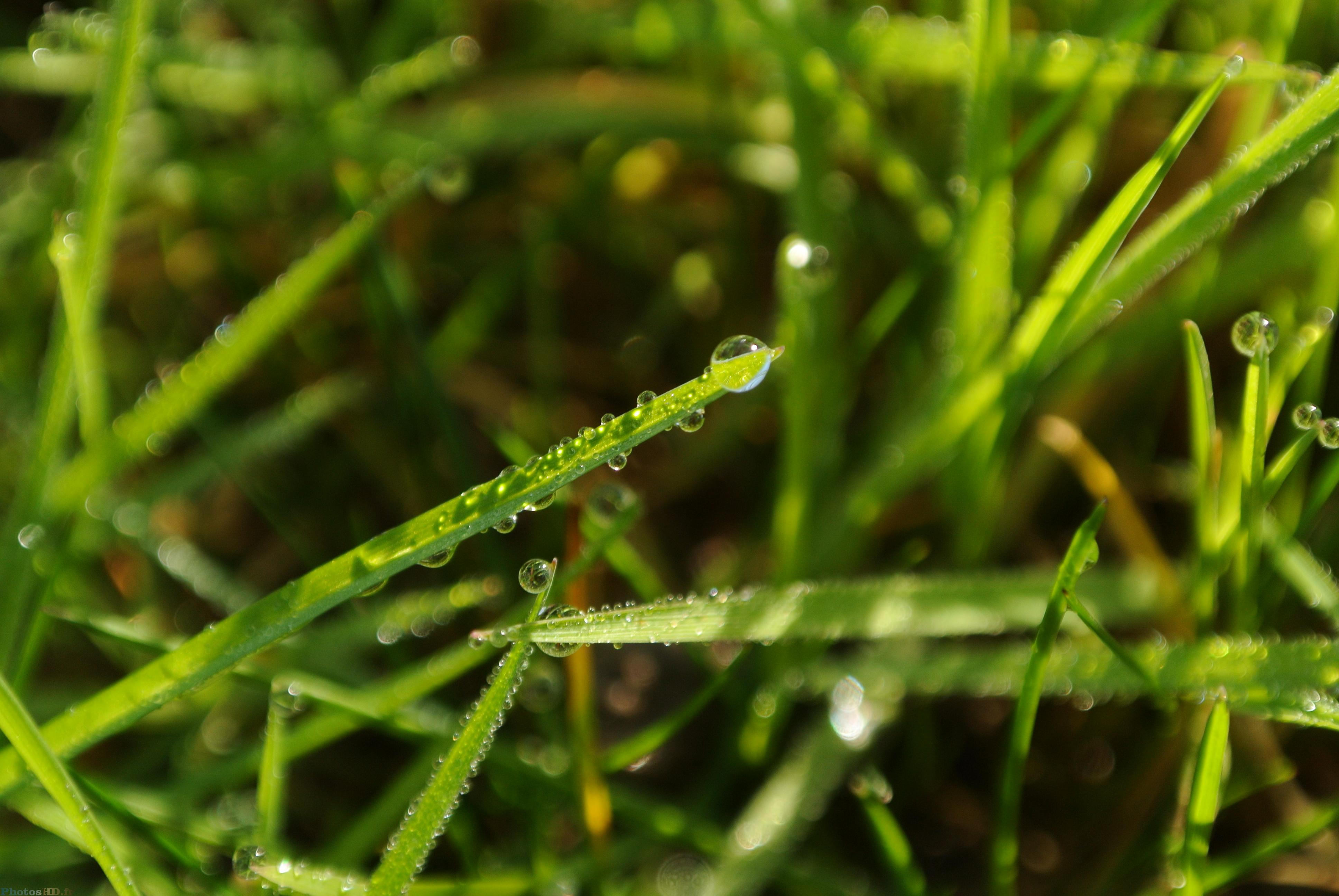 Gouttes d'eau de la rosée sur l'herbe