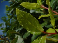 Limbes d'une feuille