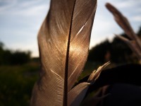 Une plume au soleil