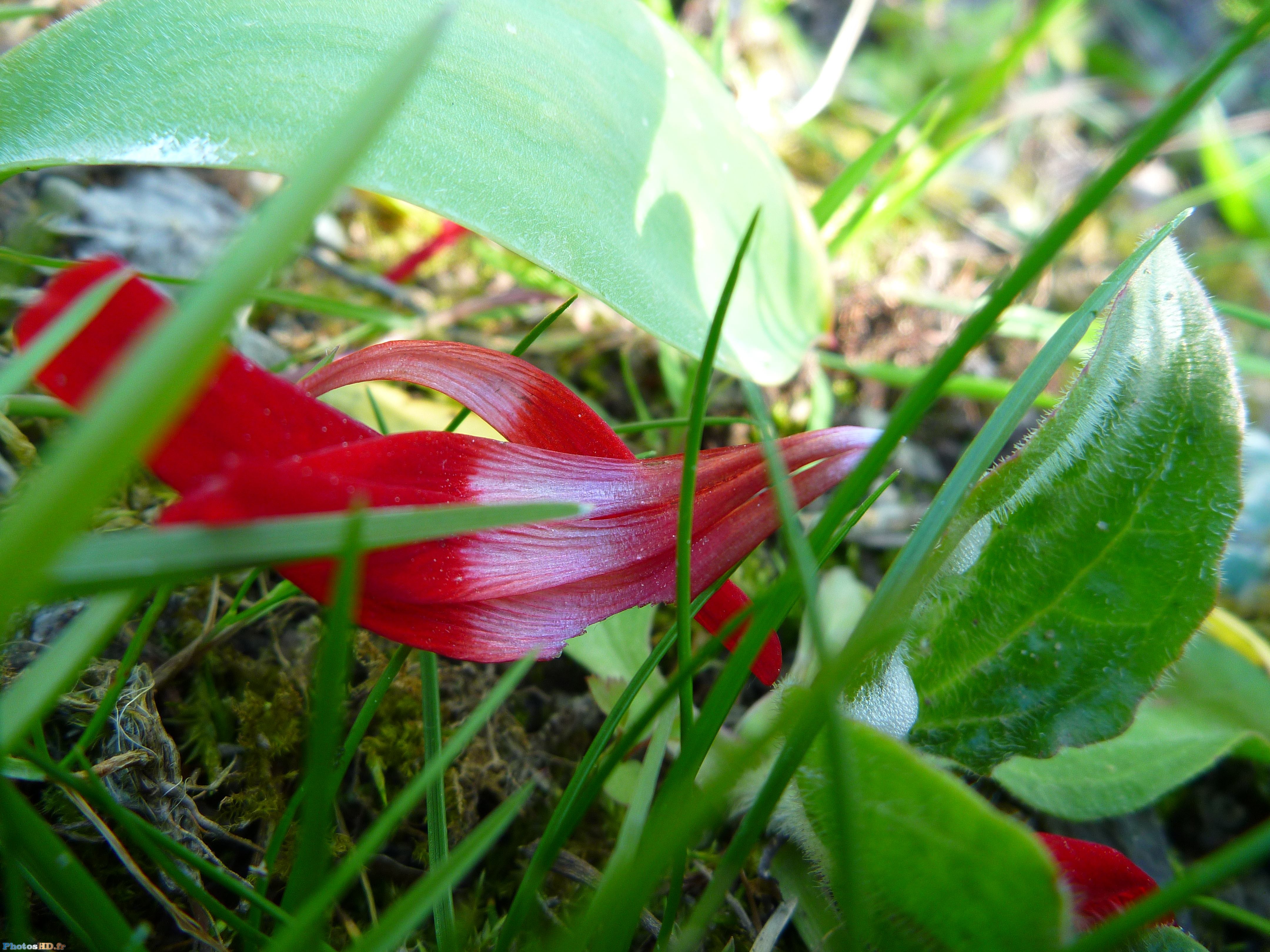 Feuille rouge