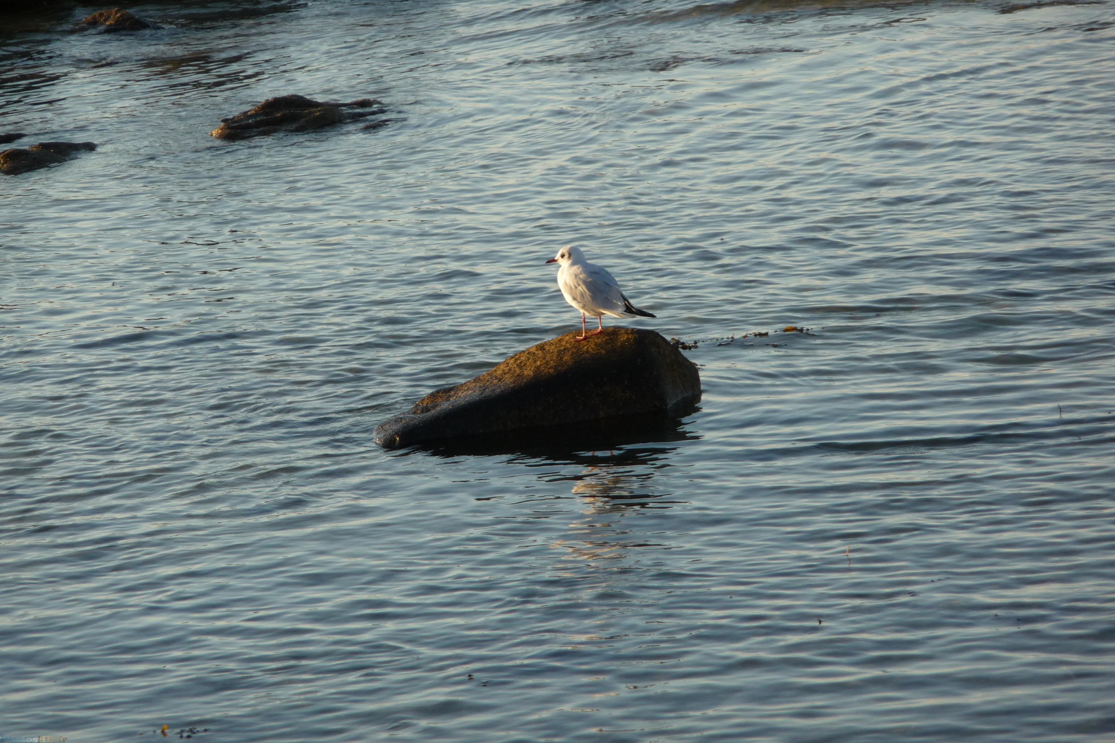 Mouette sur un rocher