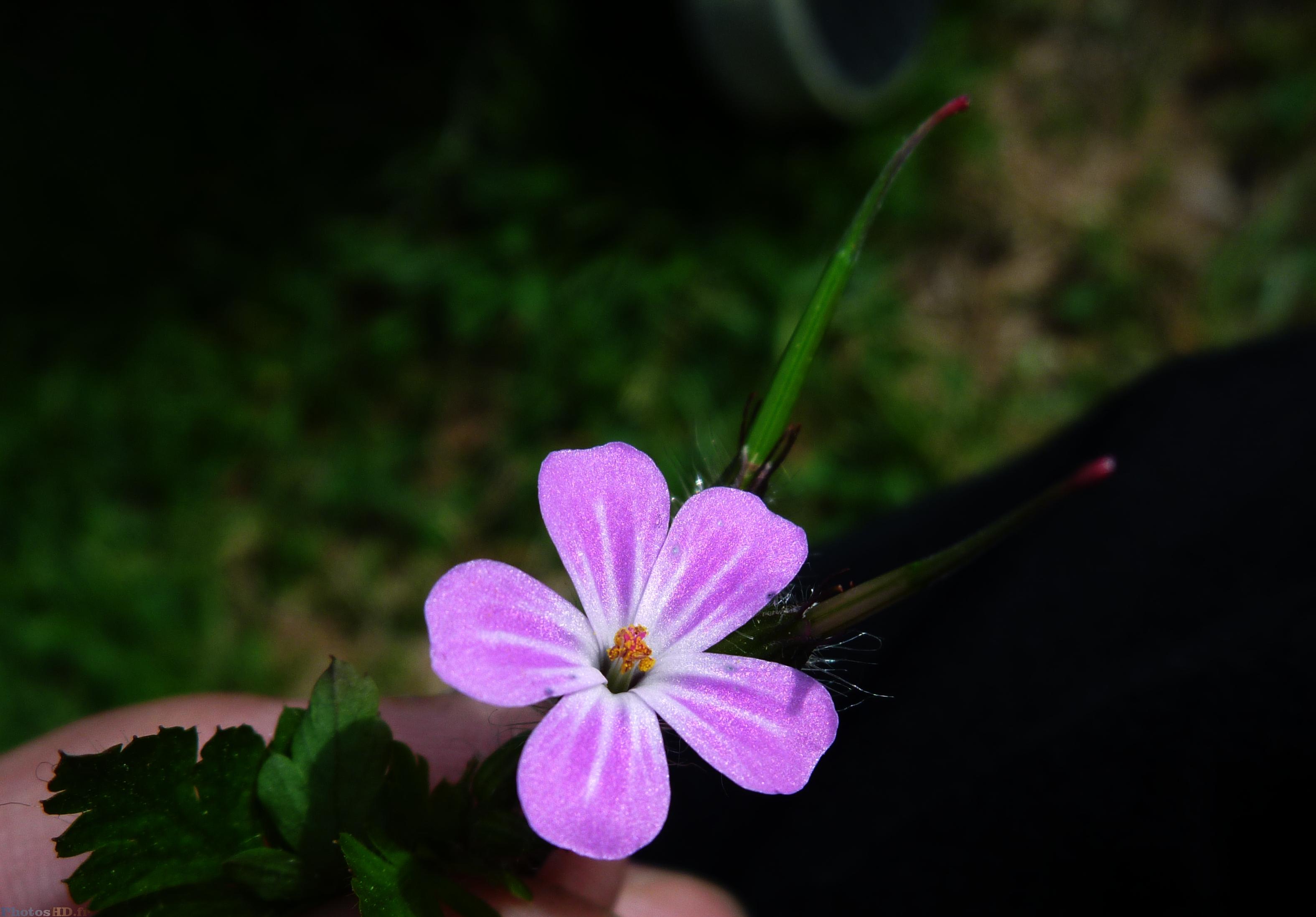 La fleur