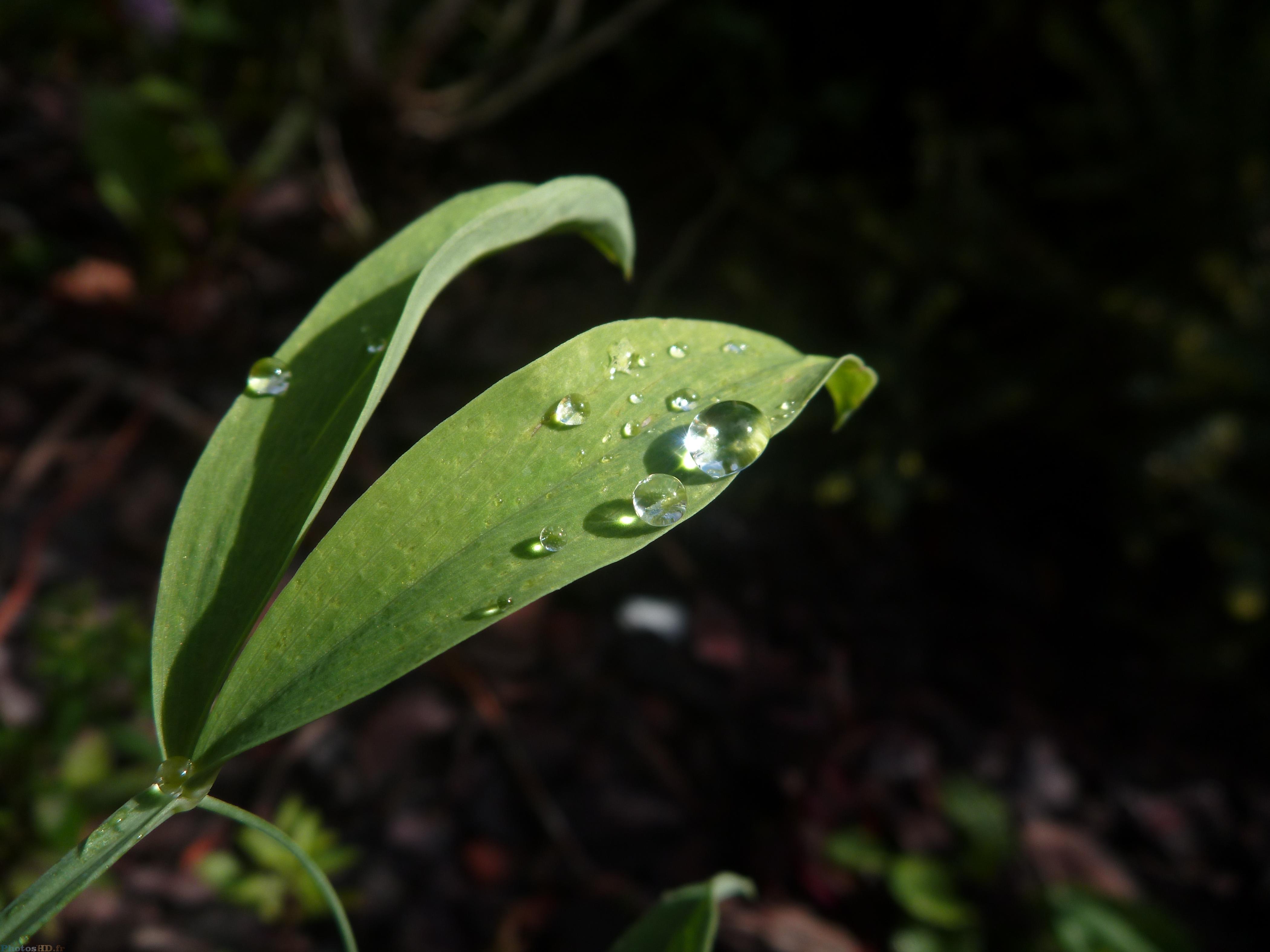 Bulle d'eau