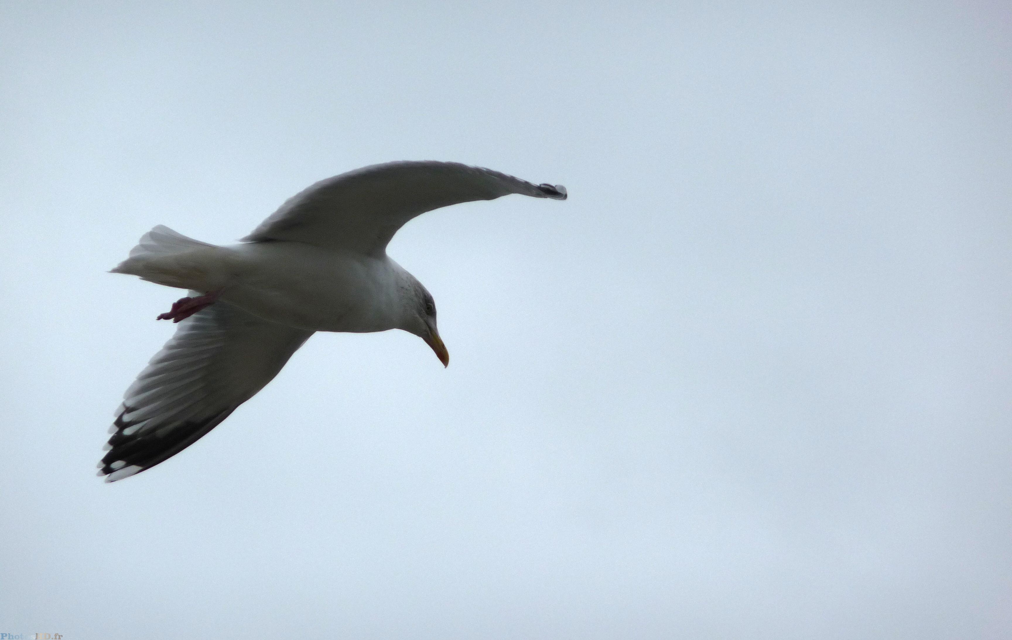 La Mouette de Portmouth