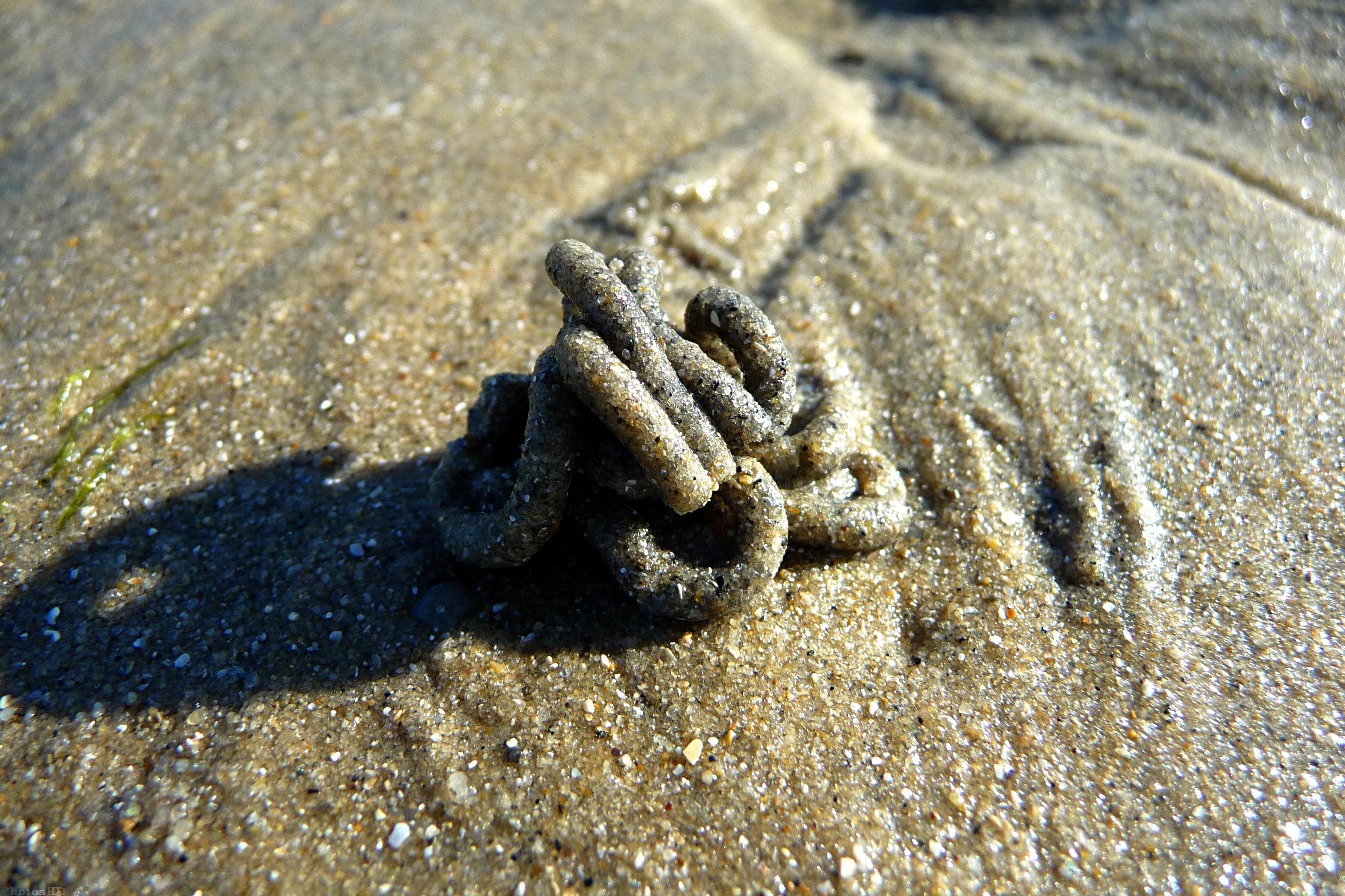 Sable rejeté par animaux marins