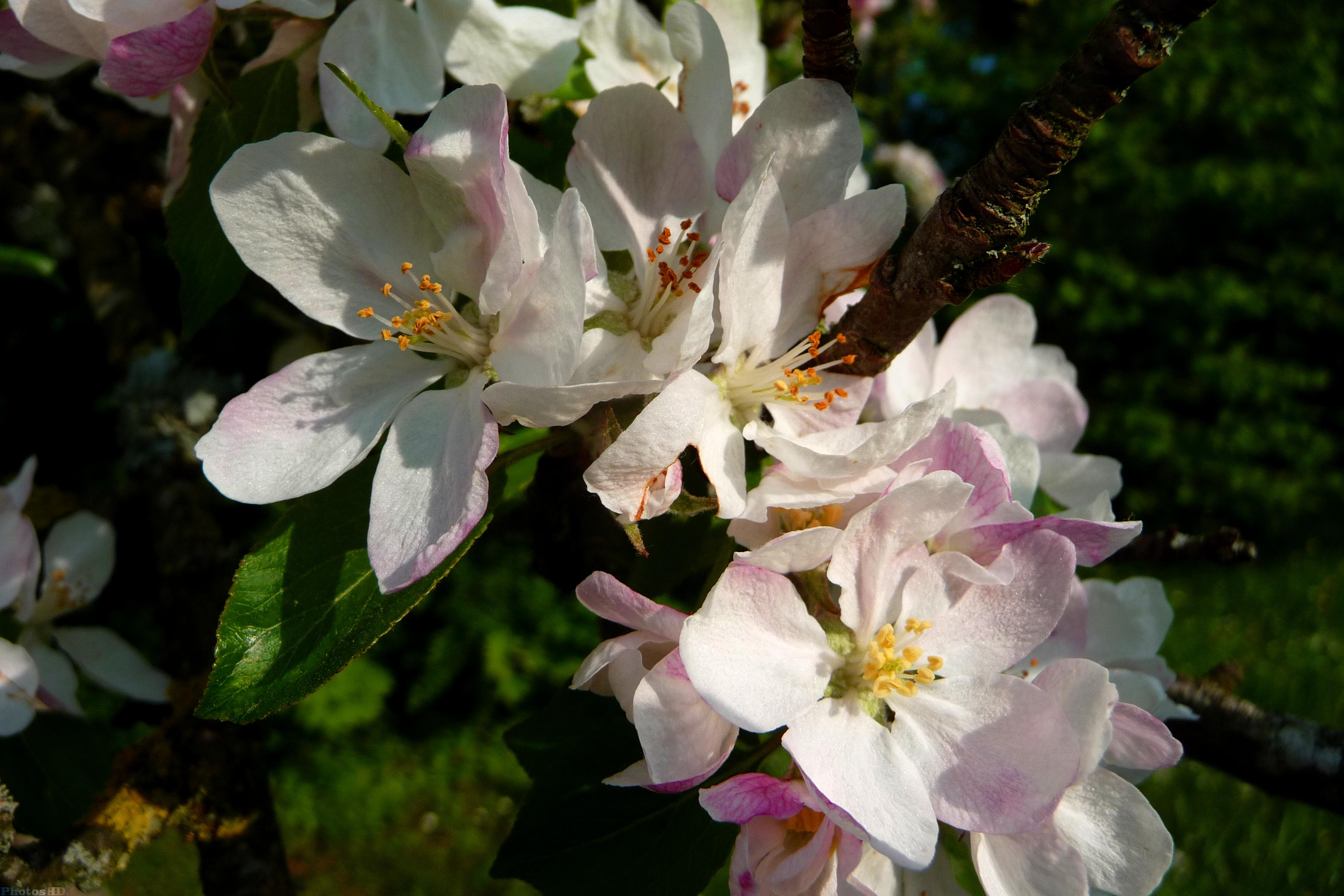 Fleurs