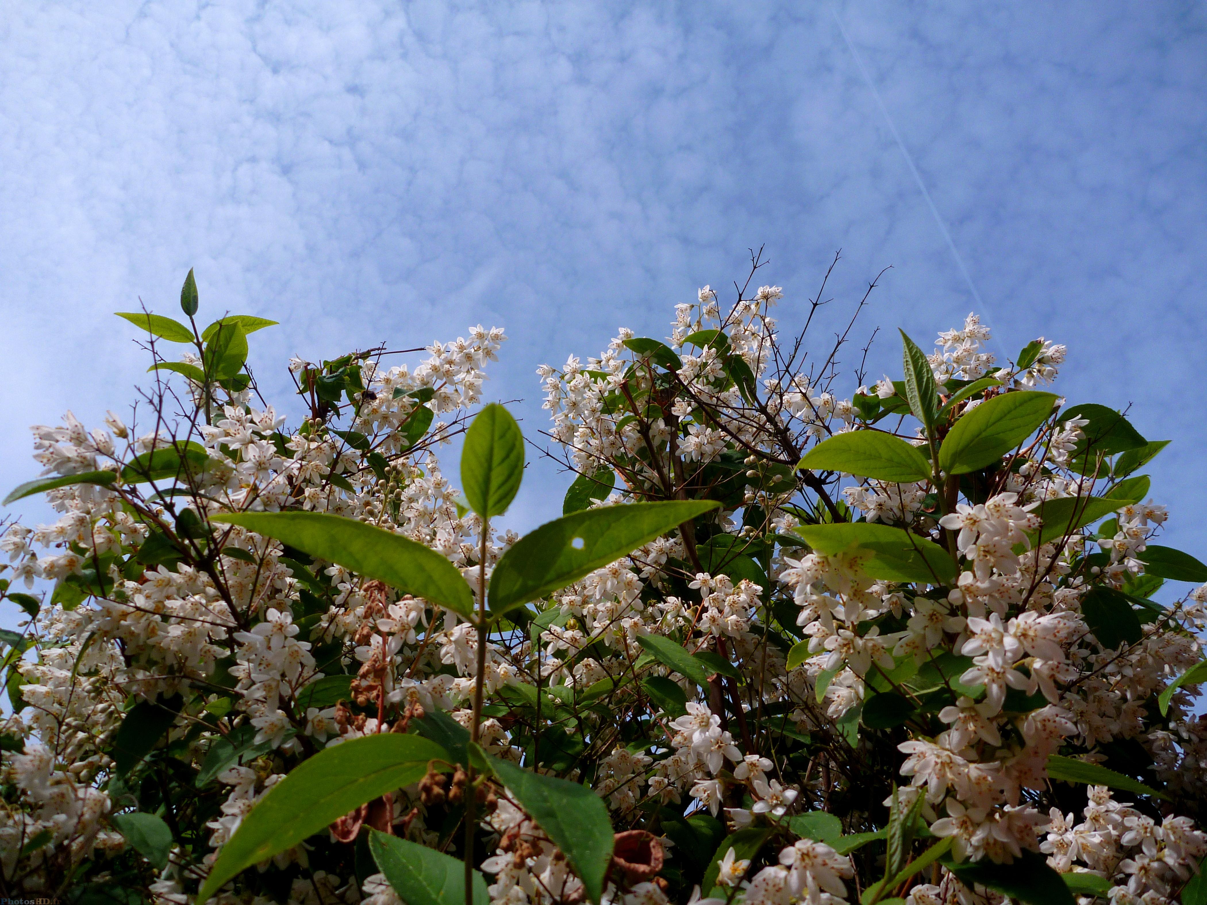 Les fleurs et le ciel