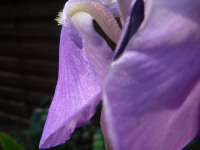 Pétales d'iris violet