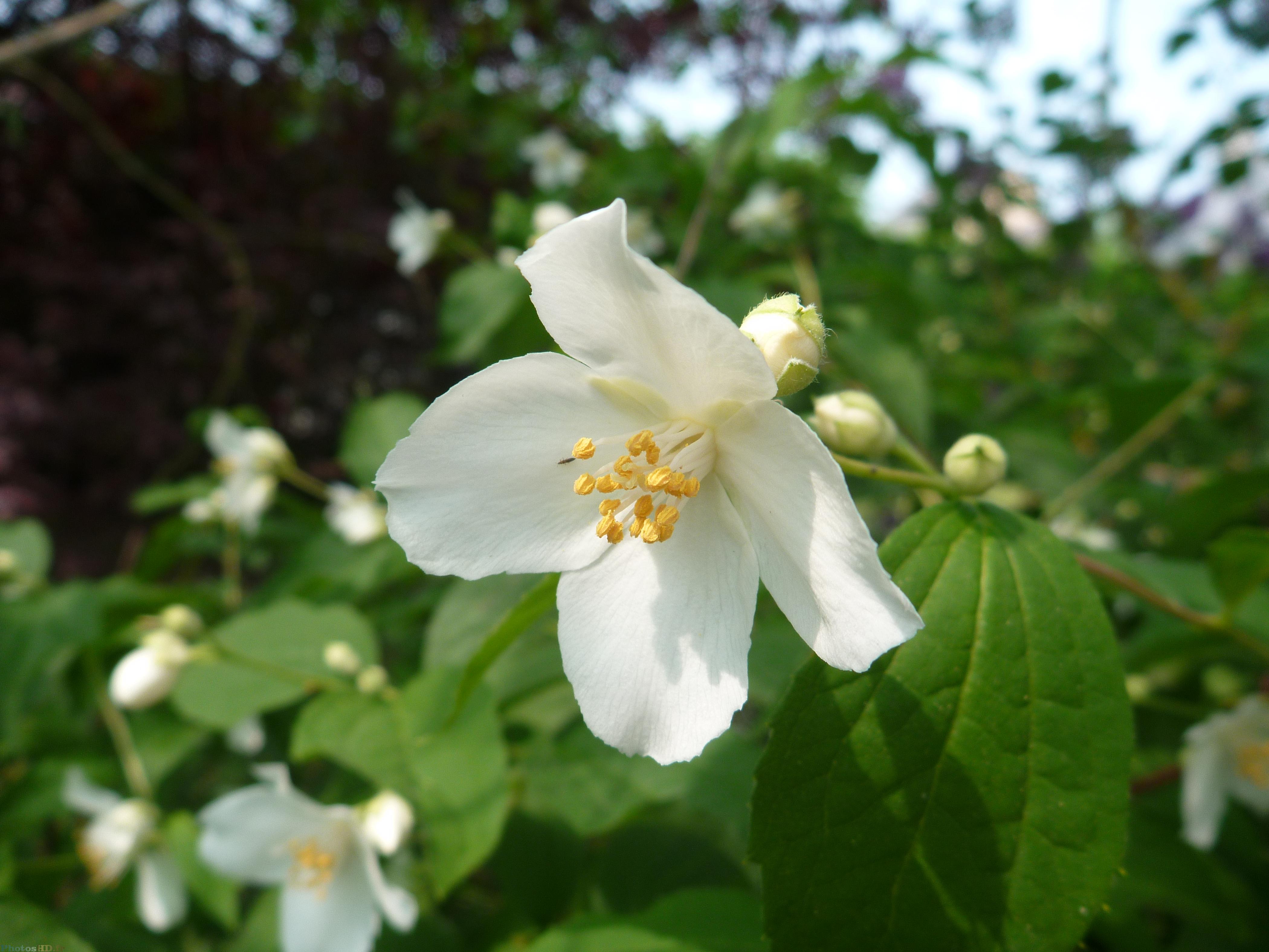 Fleur de poirier