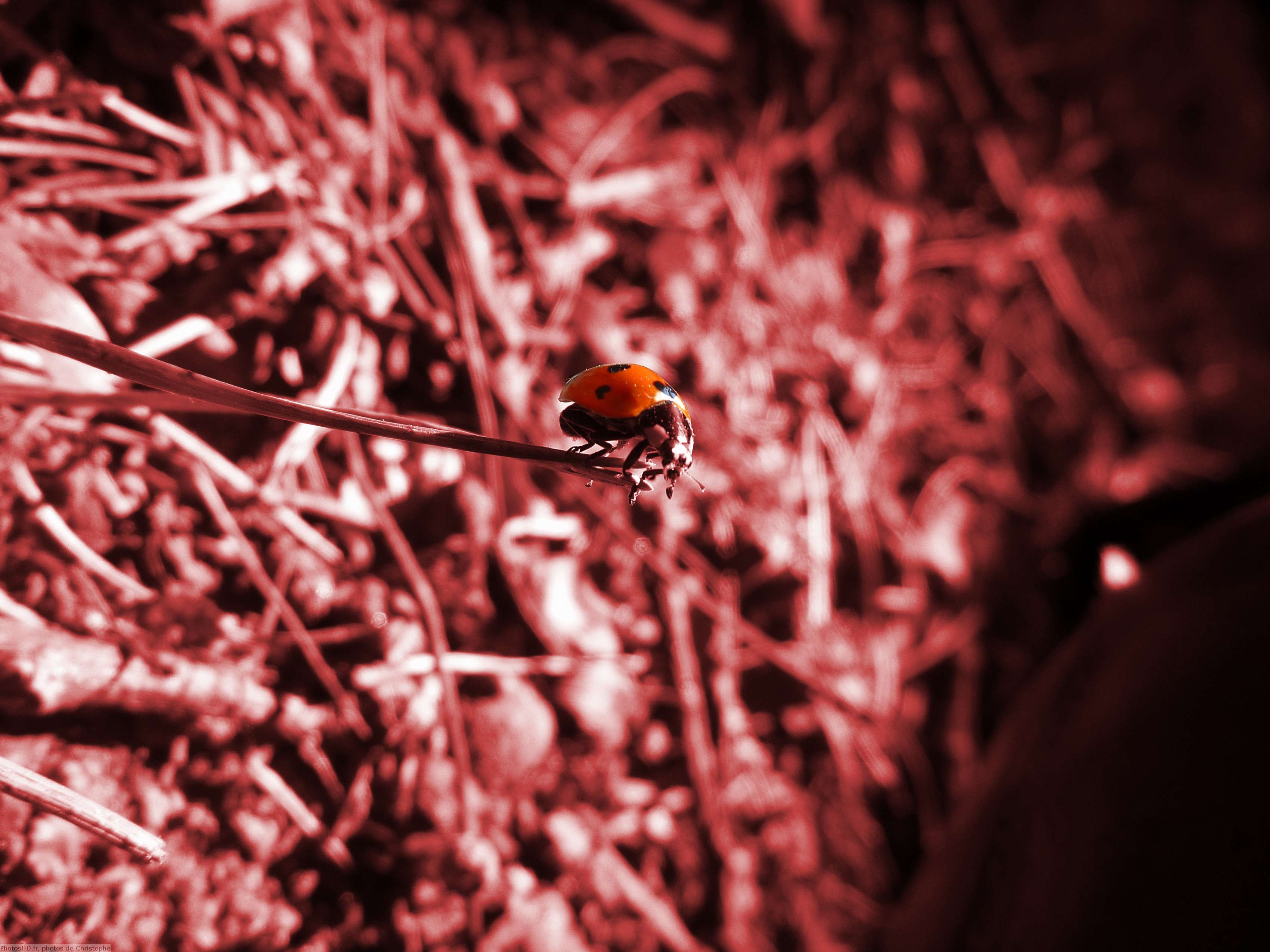 Coccinelle rouge