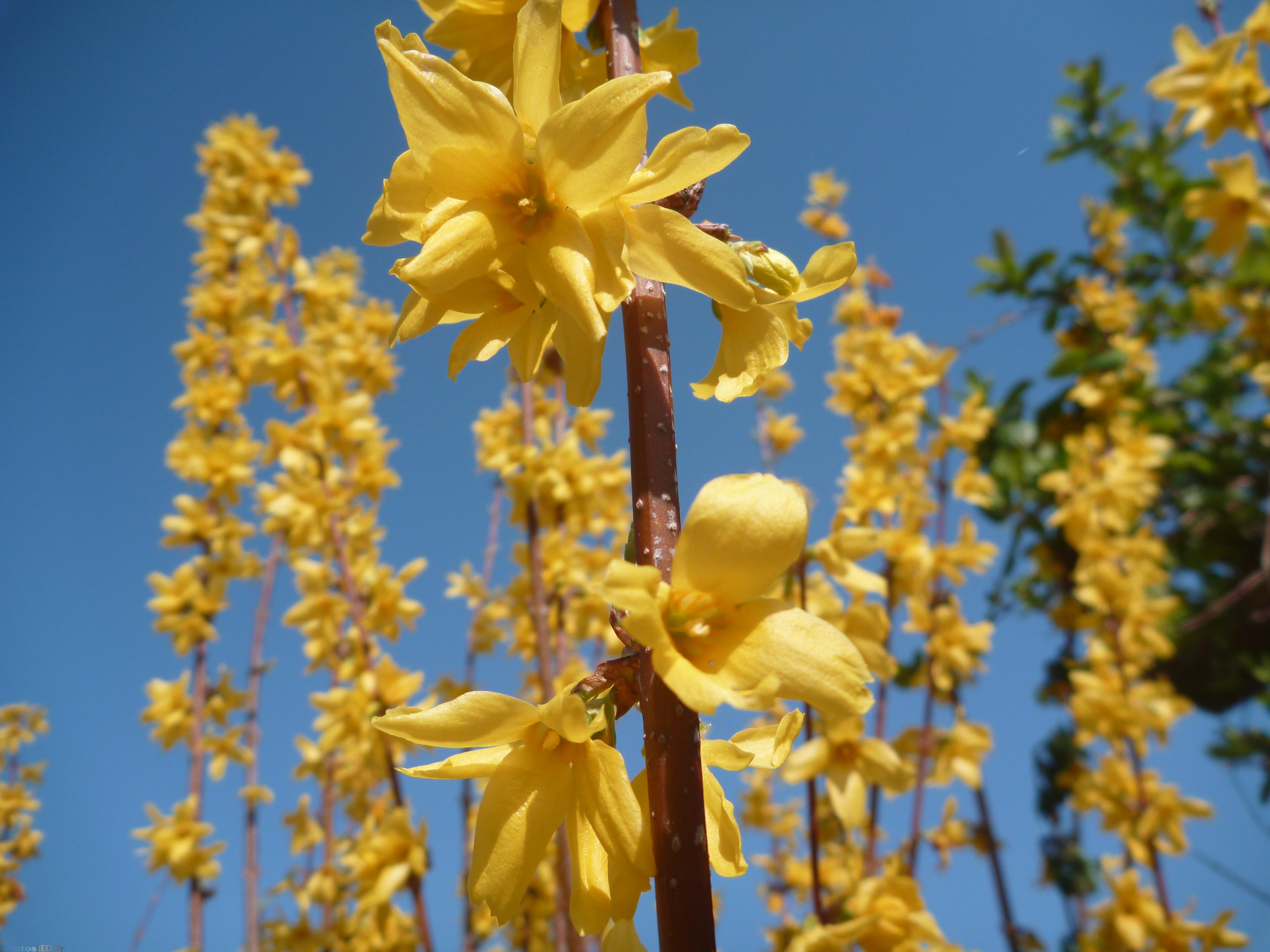 Feuilles jaunes