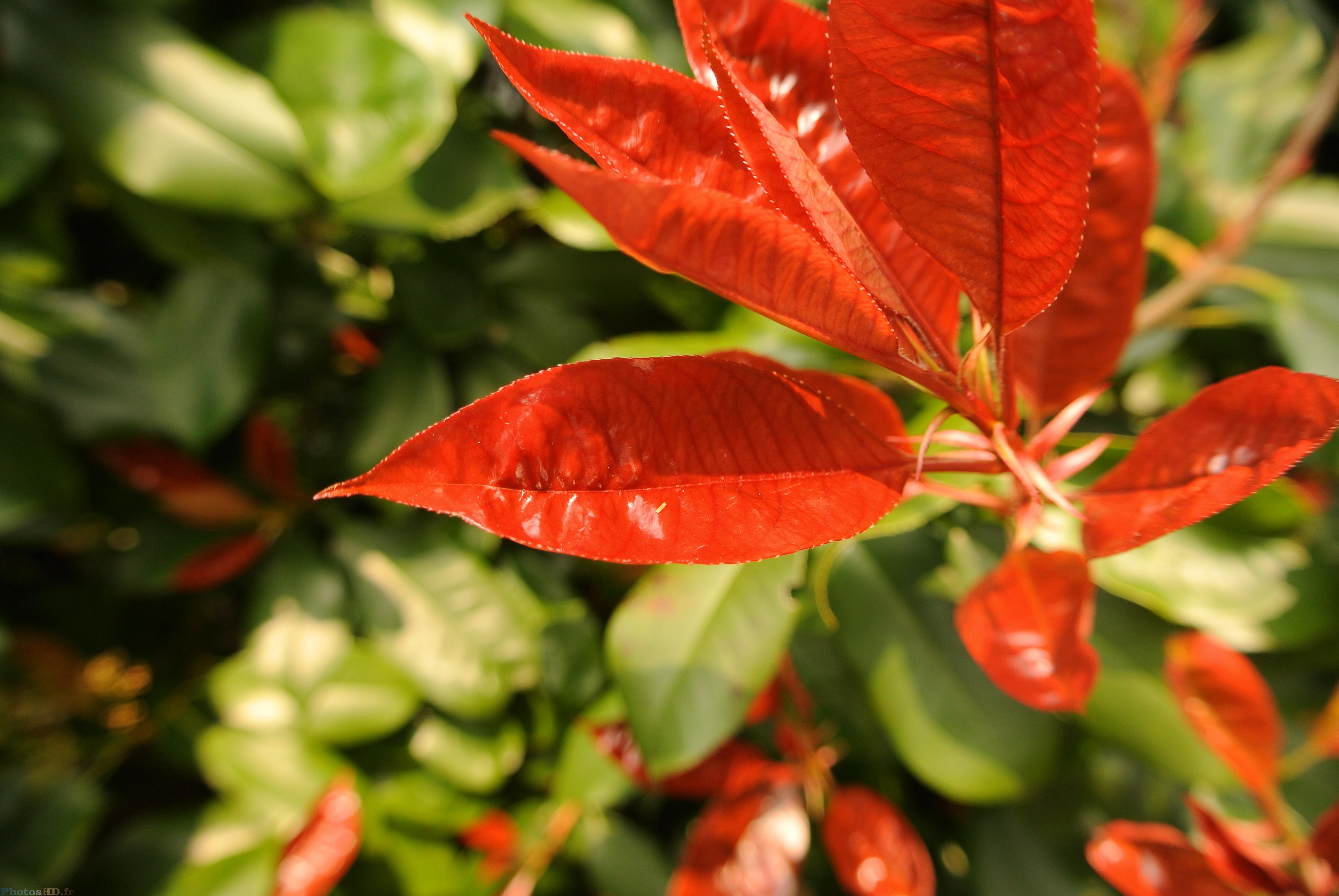 Feuilles rouges