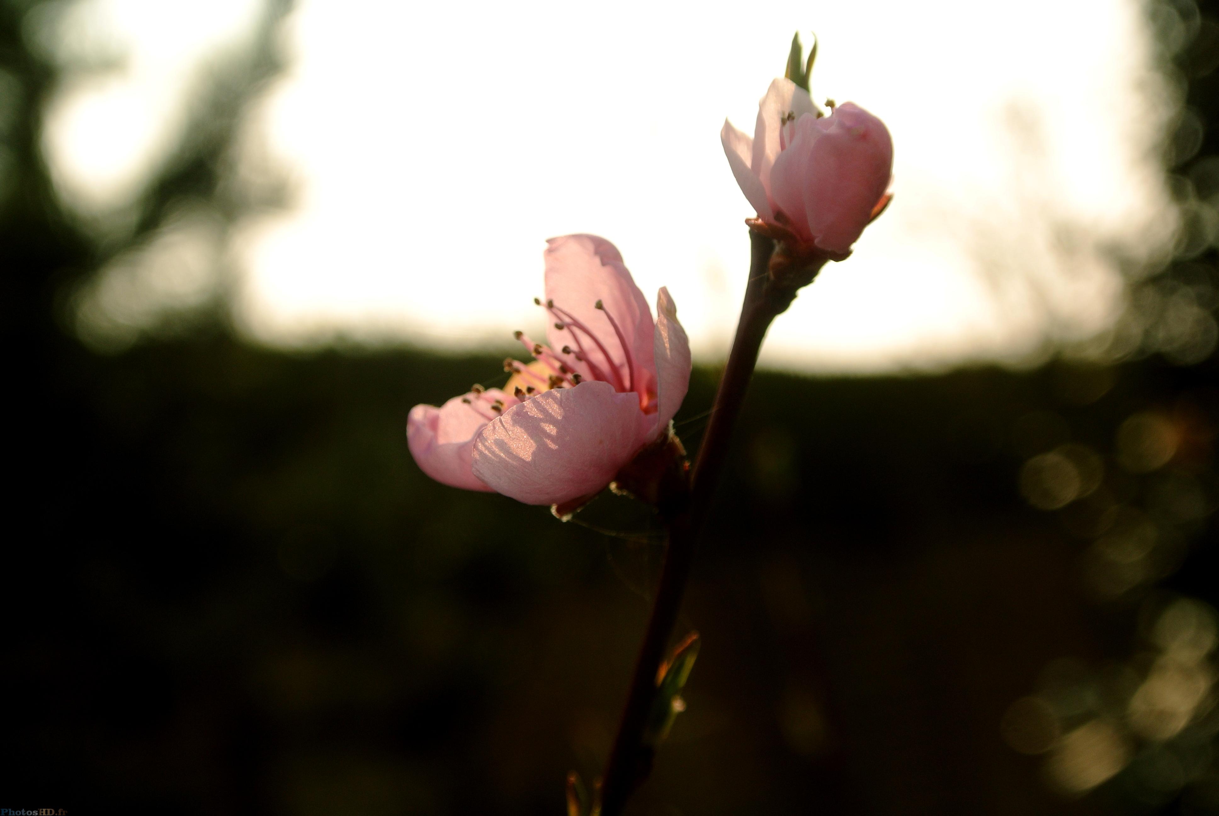 Fleurs