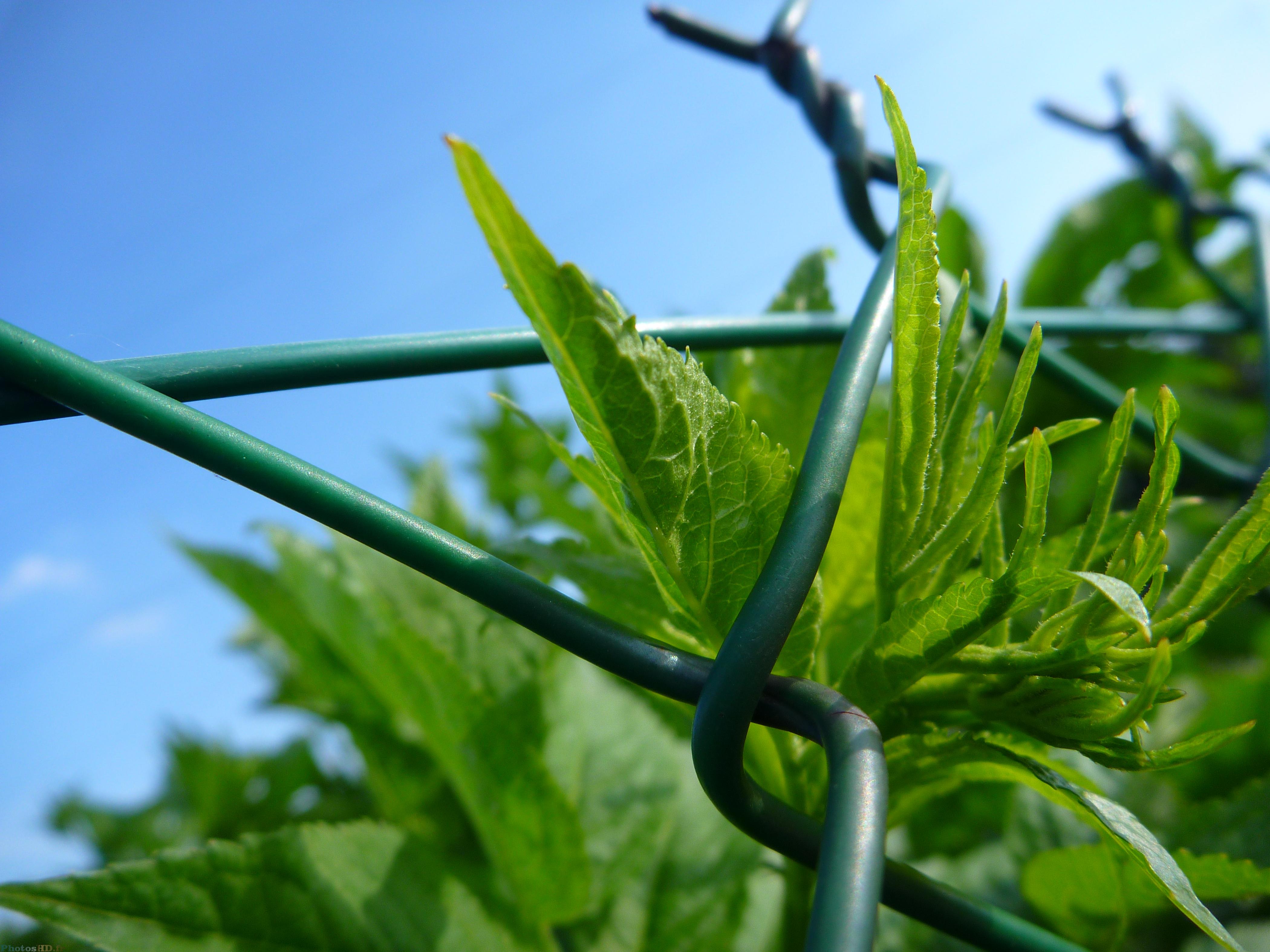 Plantes emprisonnées