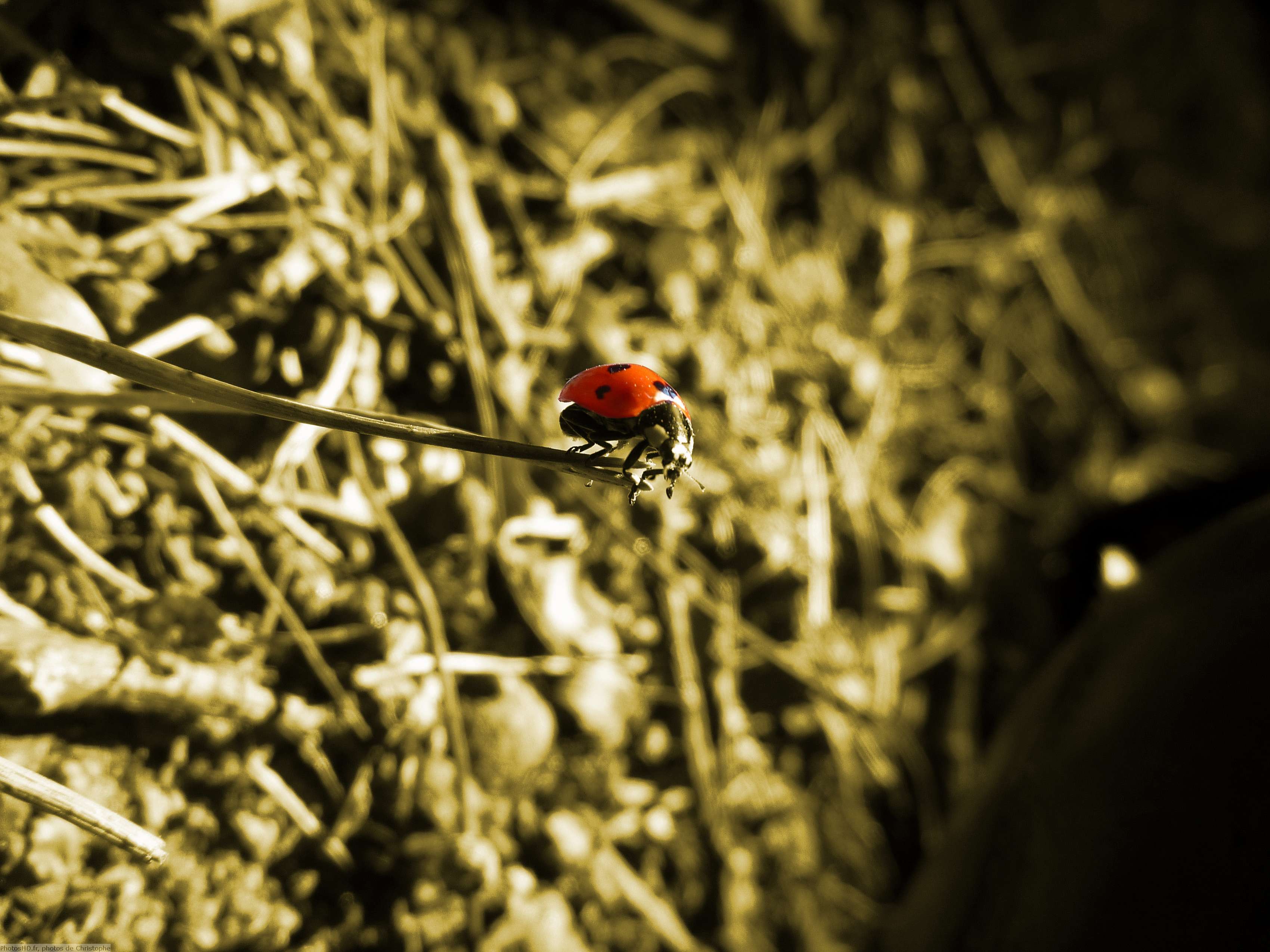 Coccinelle jaune